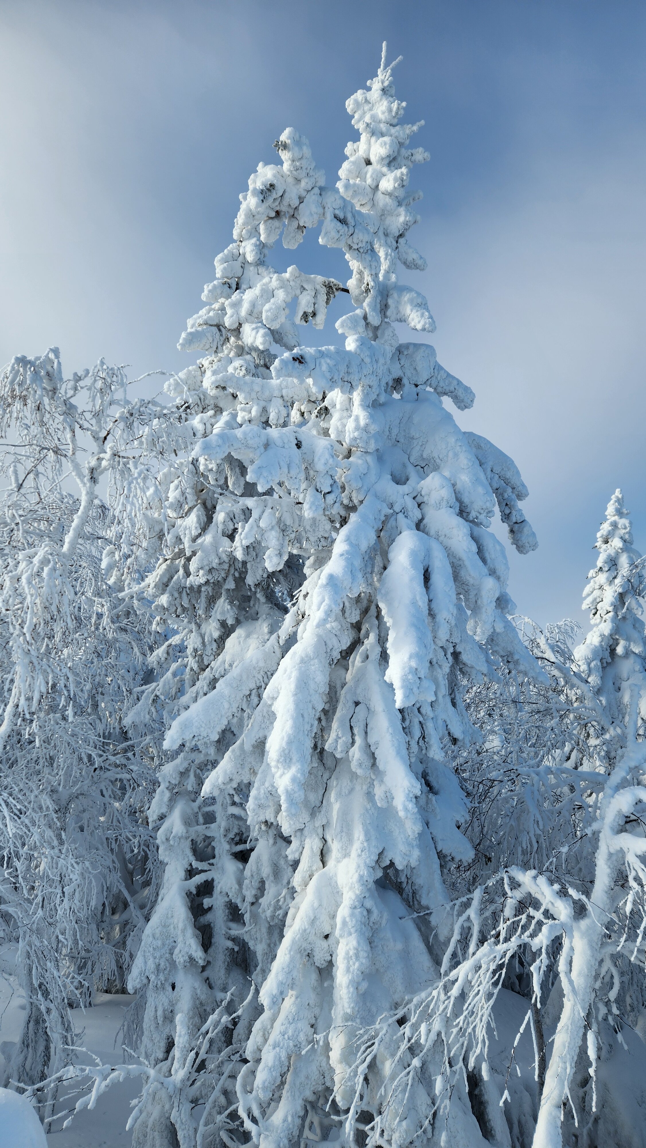 Фото Гора белая