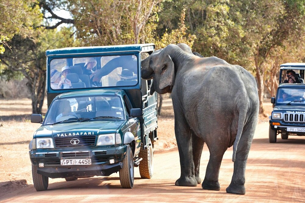 Фото Arana by Forest Trails