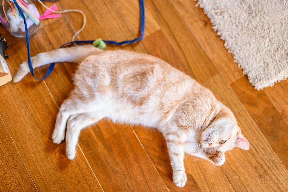 Фото Yufuin Waraneko no Yado