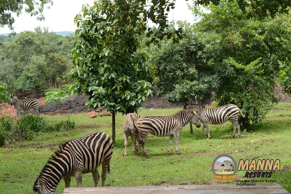 Фото Manna Resorts