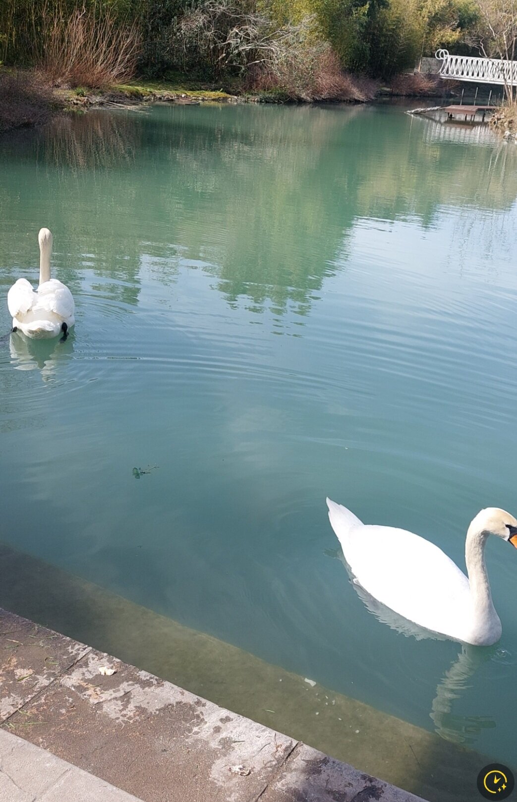 Фото Ellison Мечта