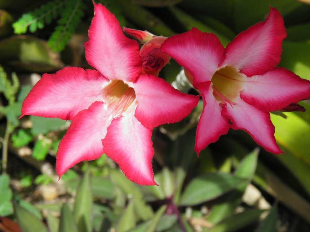 Фото Bellevue Suites - Adults Only