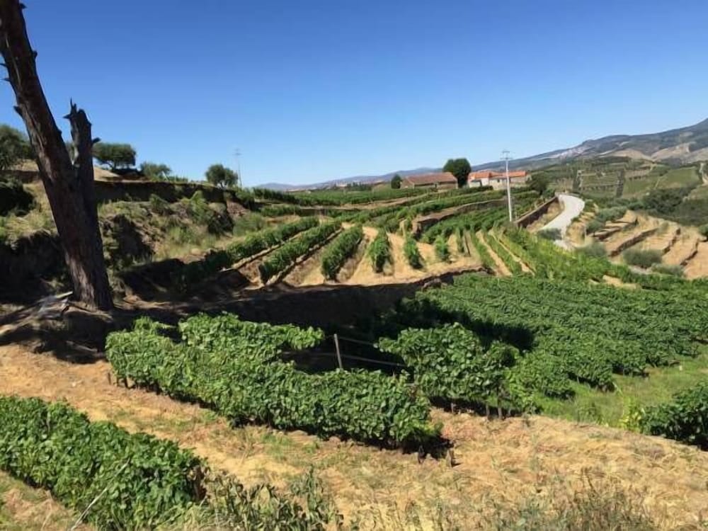 Фото Quinta dos Espinheiros