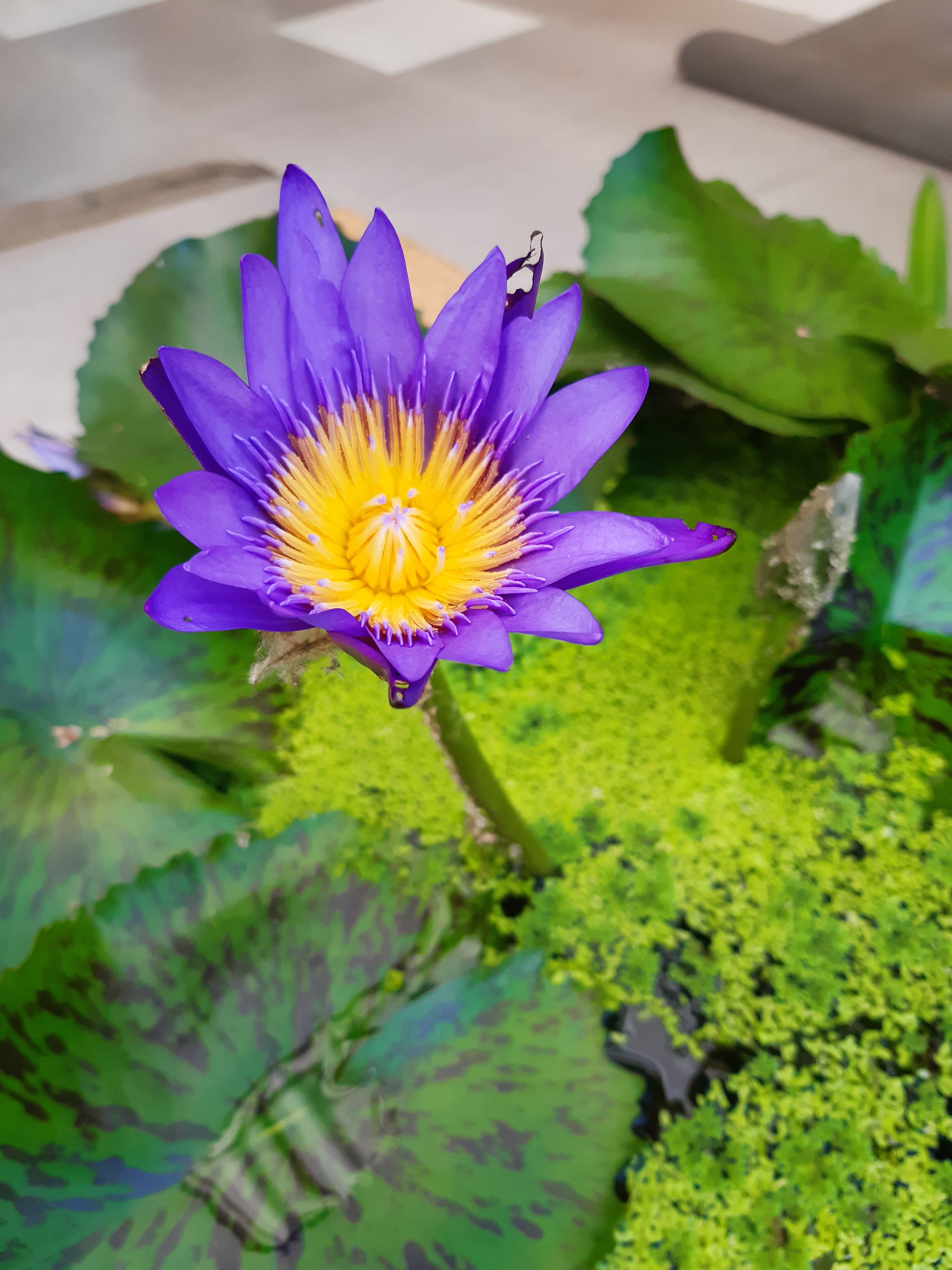 Фото The Coconut Hotel