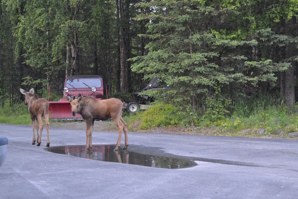 Фото AllSeasons Bed & Breakfast