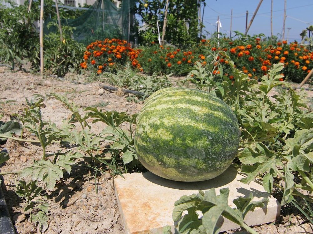 Фото Villa Abelos