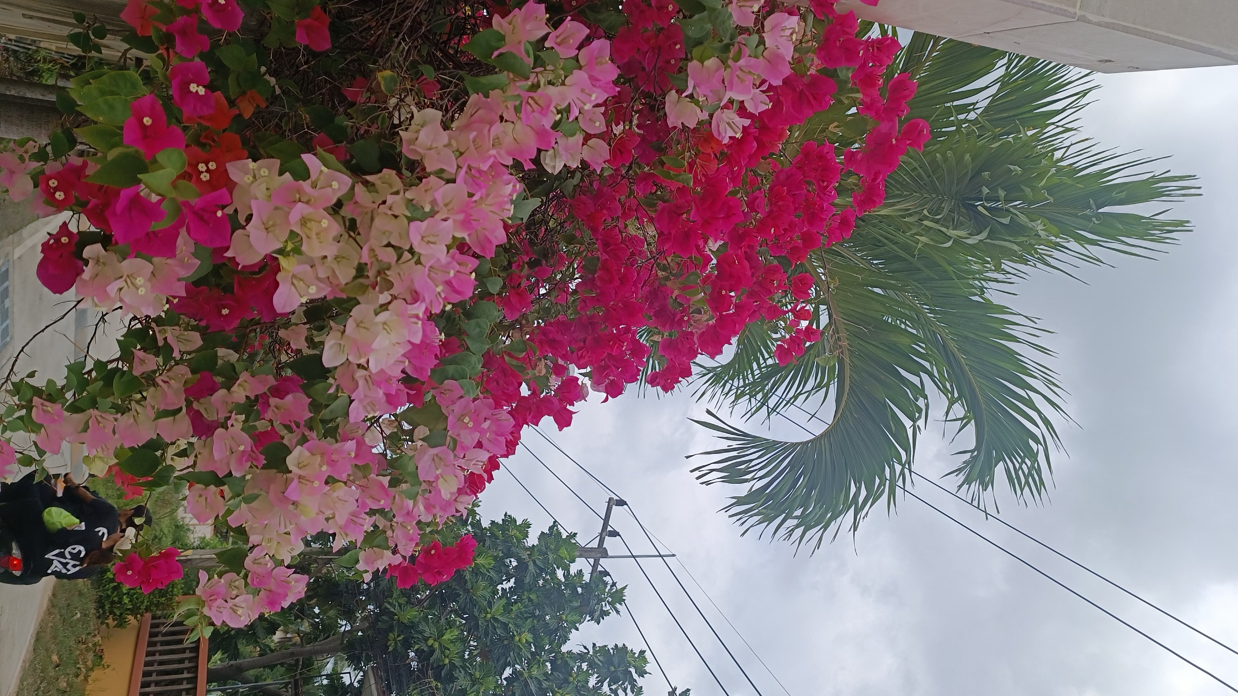 Фото Olive Tree Hotel