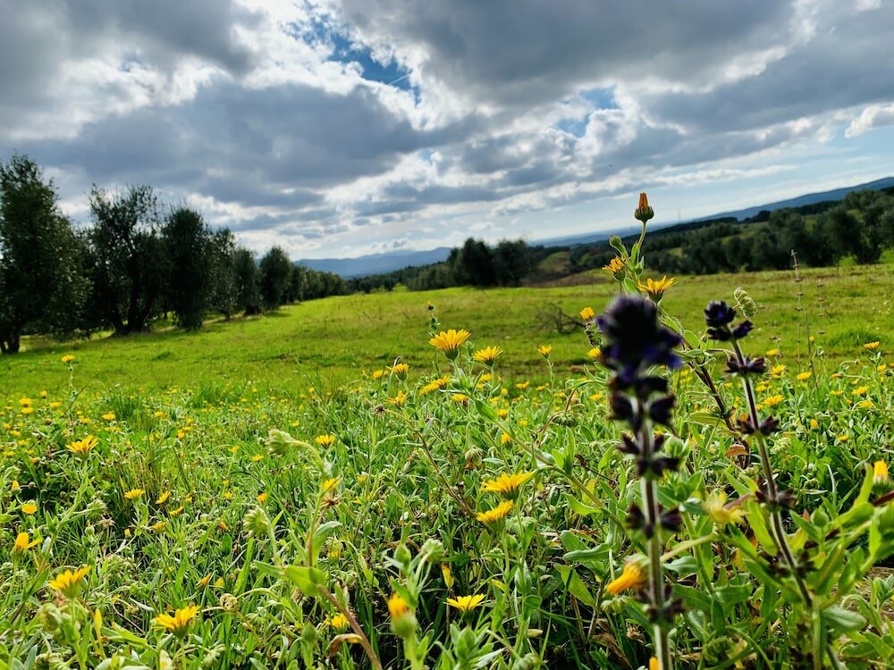 Фото Tenuta Agricola Fraschiera