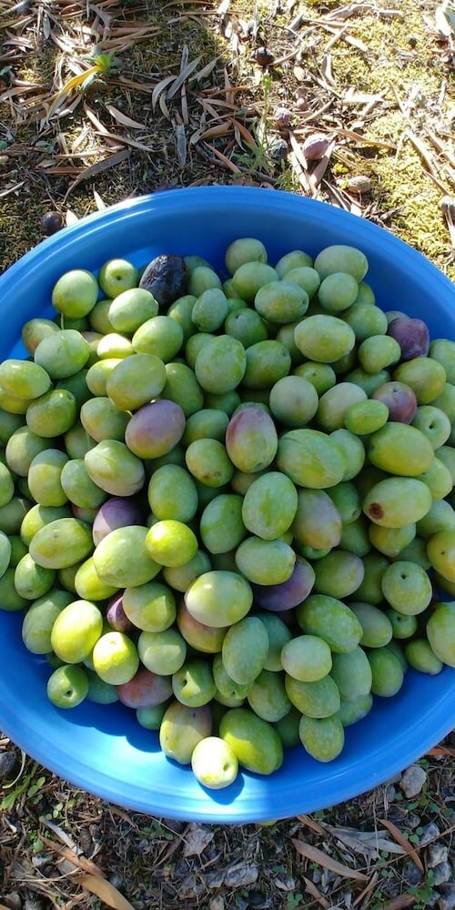 Фото La Piana degli Ulivi