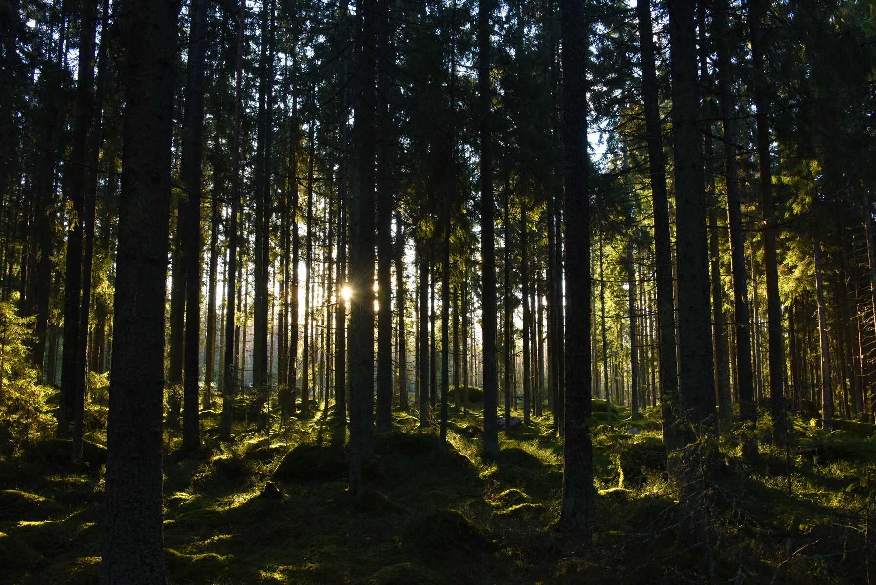 Фото Домик Коиви