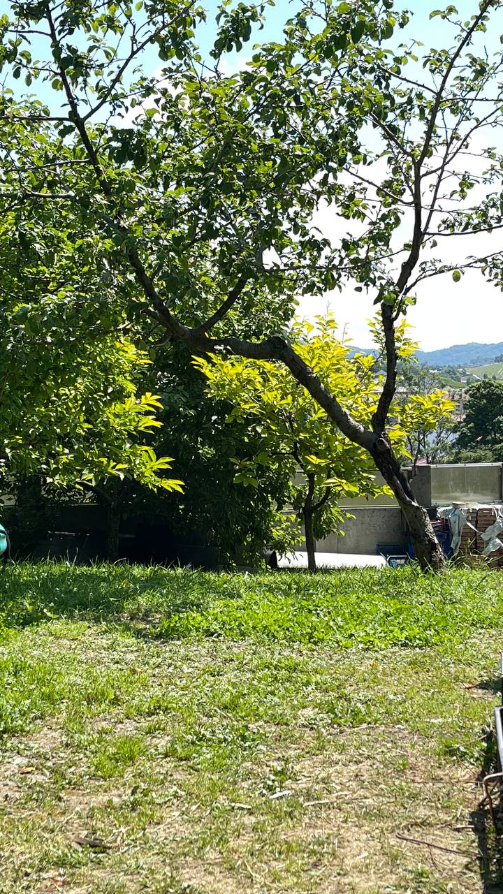 Фото Олеандр