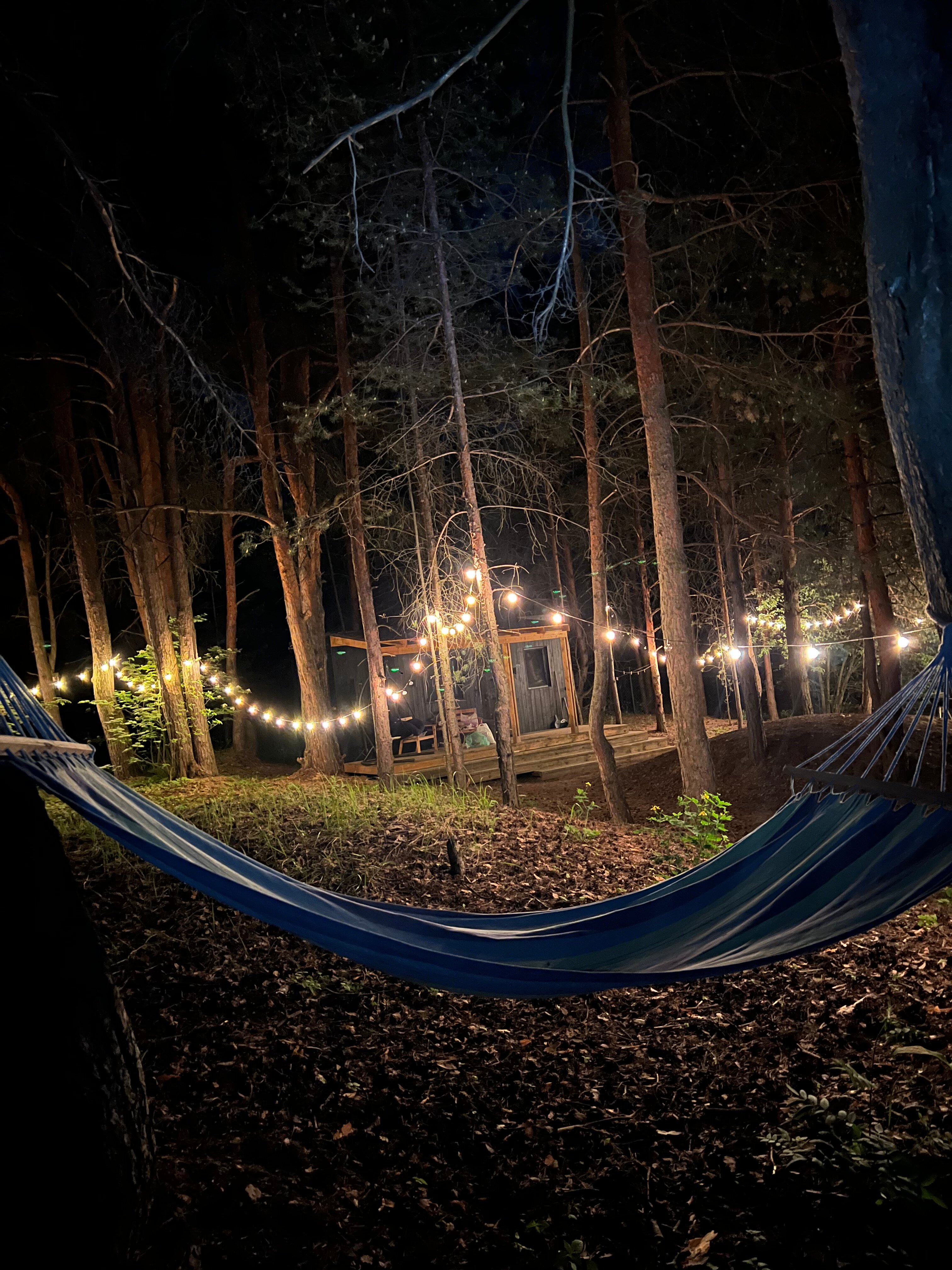 Фото Место под соснами