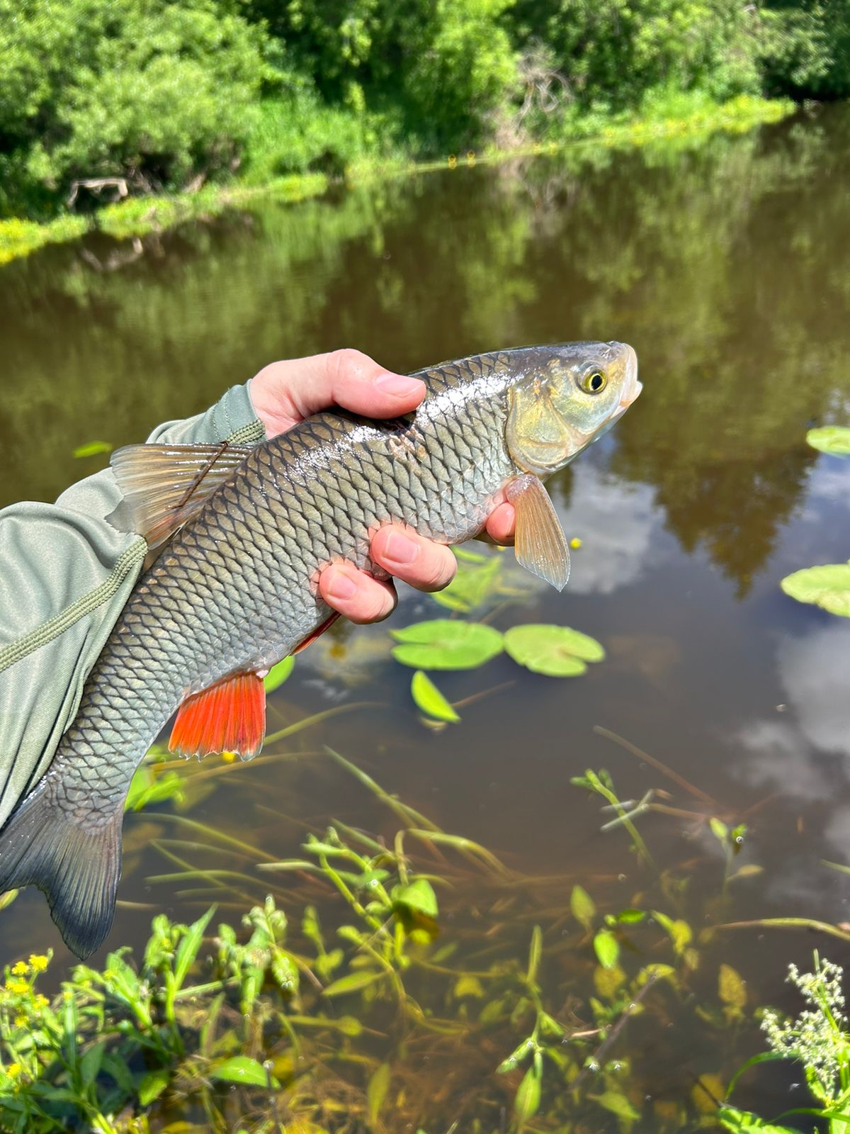 Фото Белая мельница