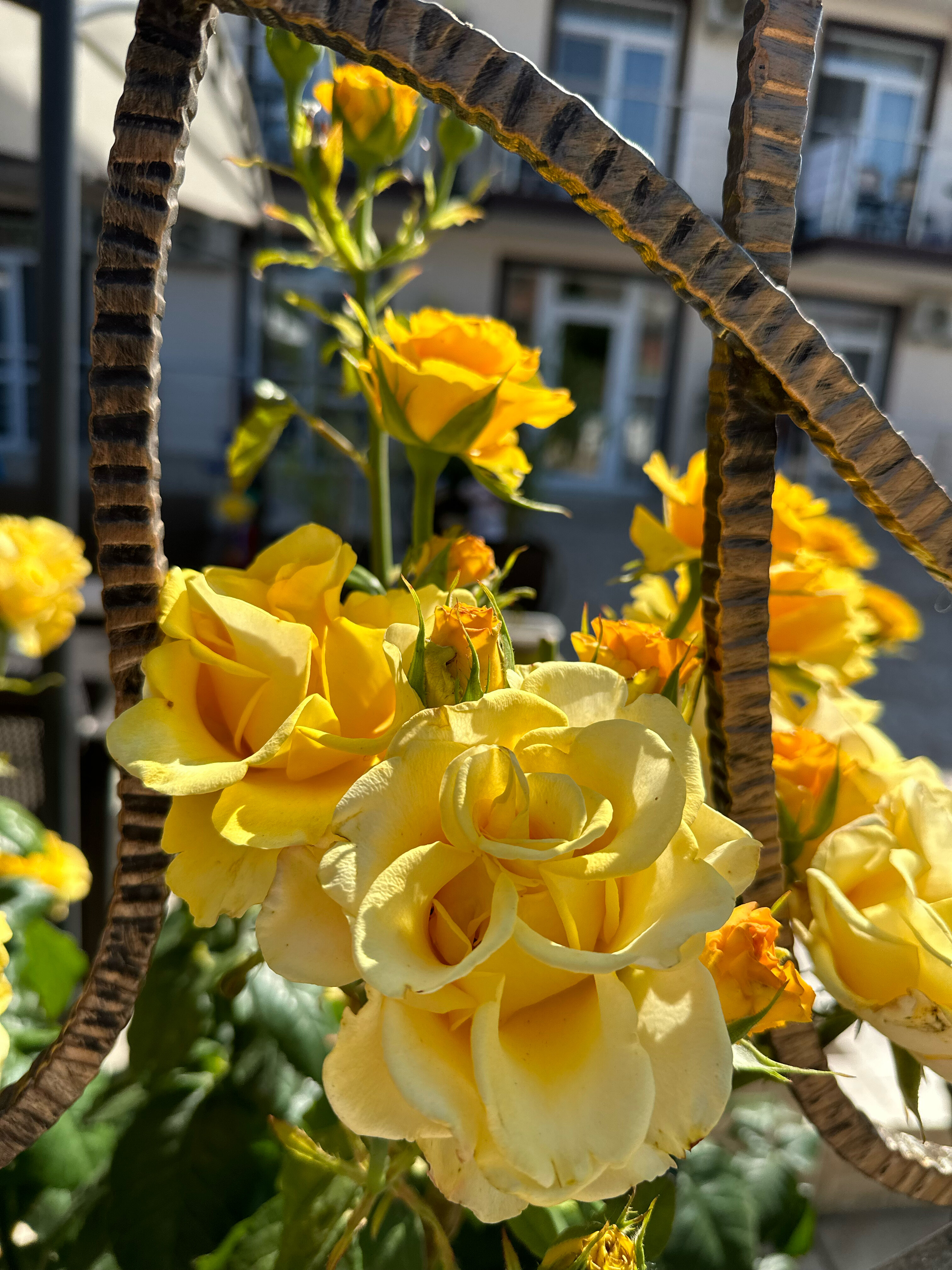 Фото Алкеста