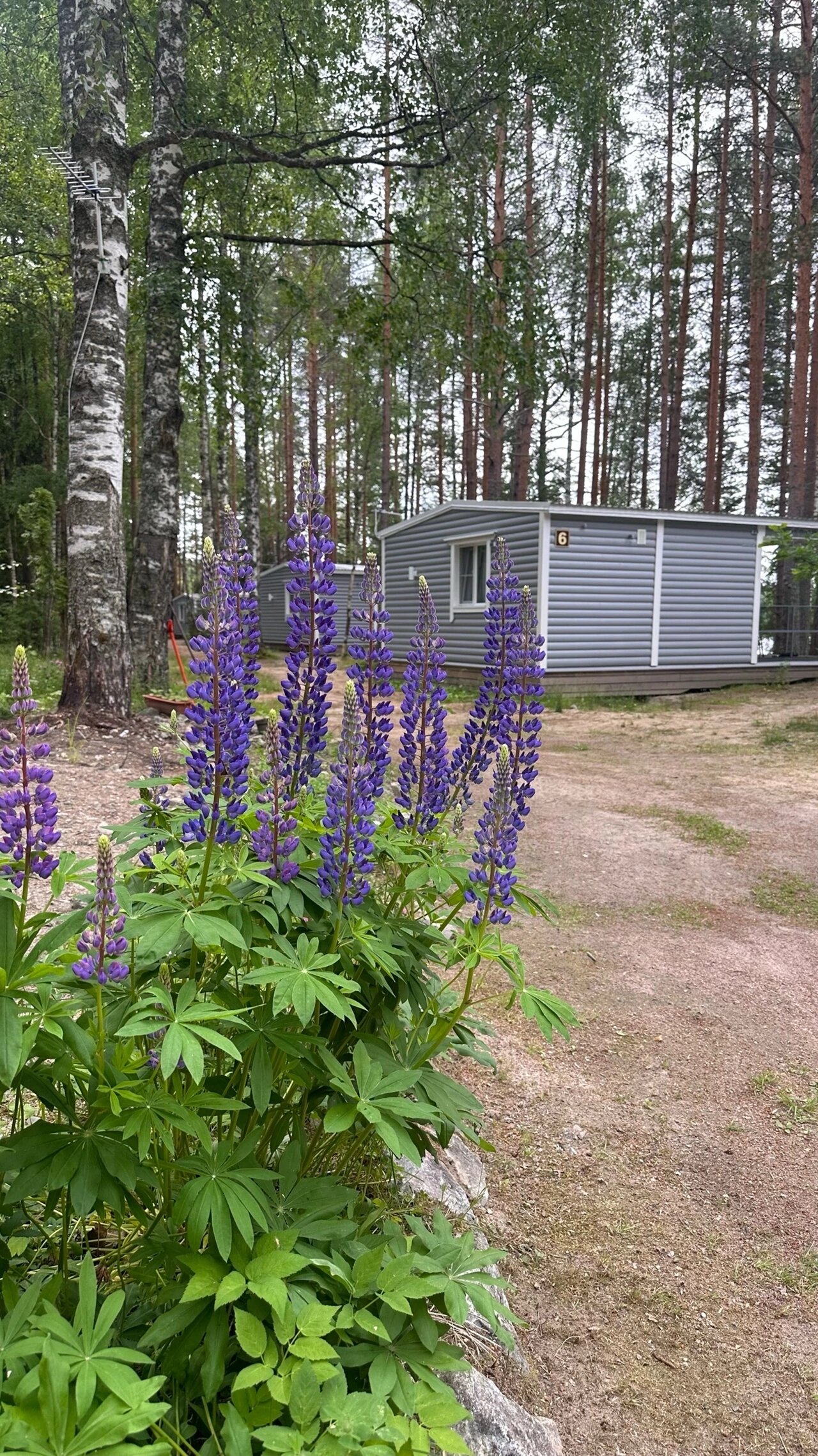 Фото Лесной отель Янисъярви