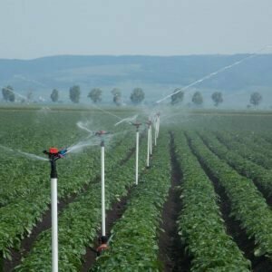 Berries AgroNáyade S. A., Santa Cruz de la Sierra, photo