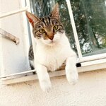 Biyofilya Veteriner Klinigi (Ankara Province, Cankaya District, Aziziye Mah., Willy Brand Sok., 24), veterinary clinic