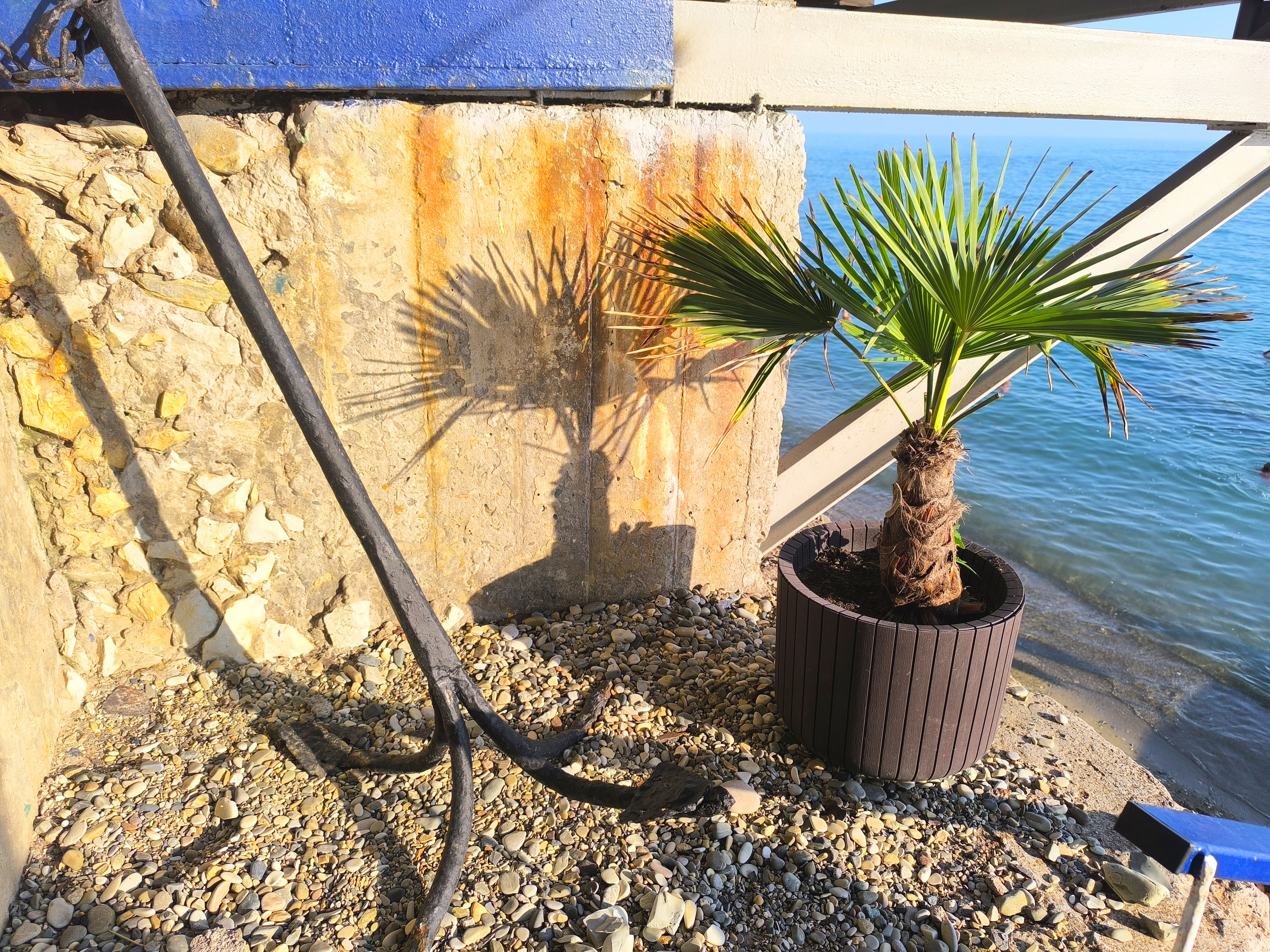 Фото У Кедра