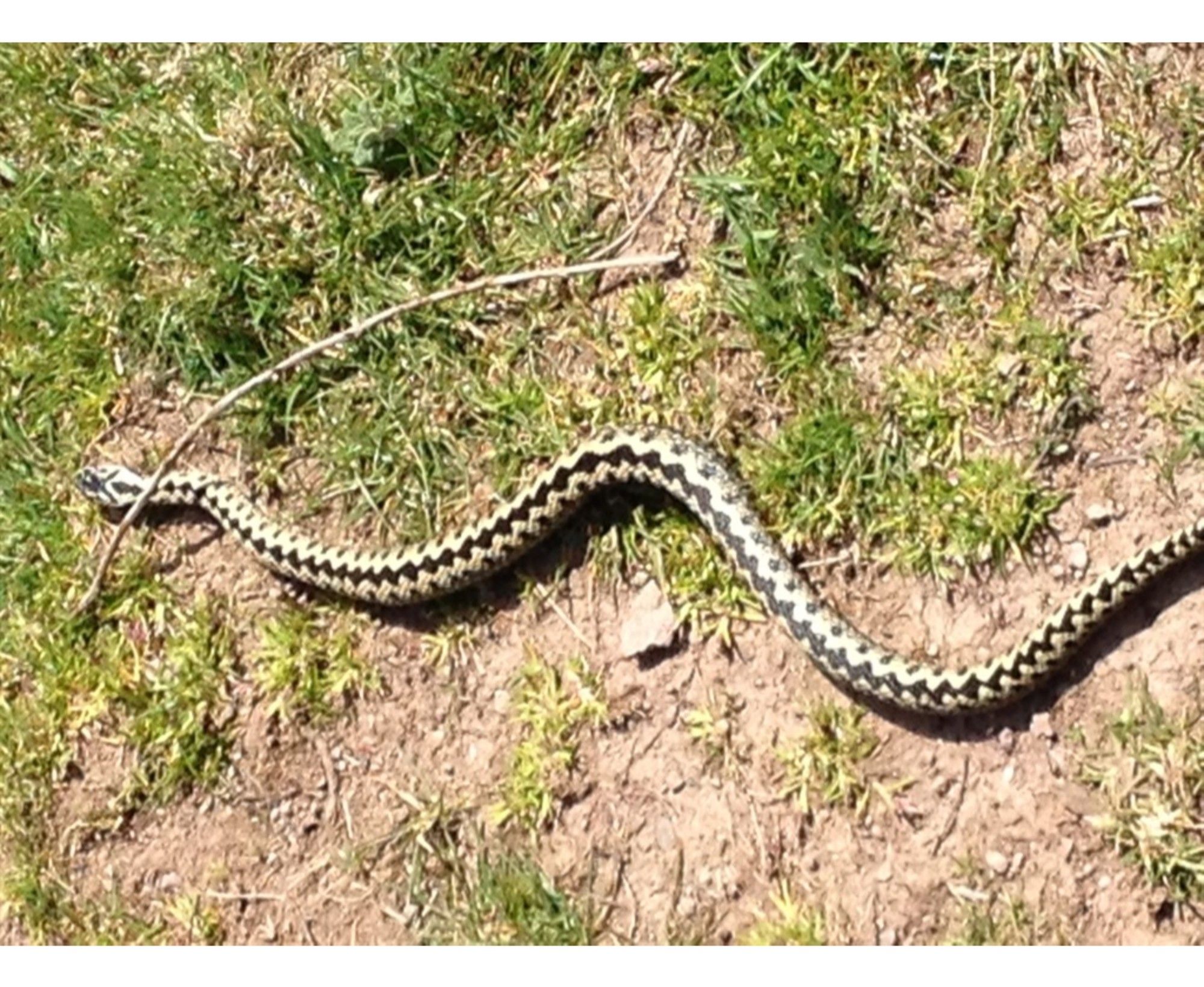 Фото Rose Bank Guest House