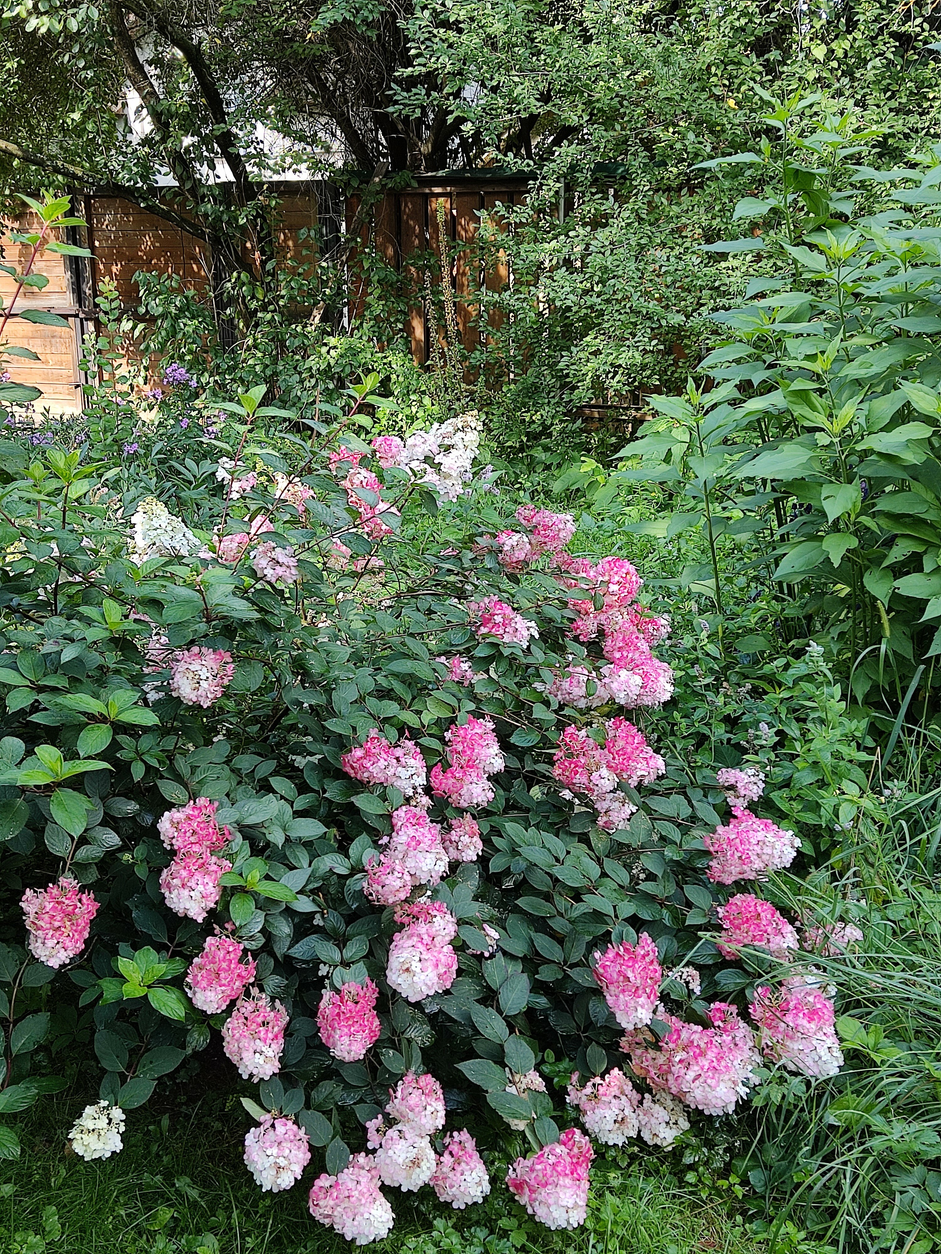 Фото Рябушинка