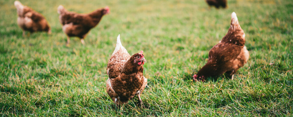 Egg and poultry meat Cihan Egg, Afyonkarahisar, photo