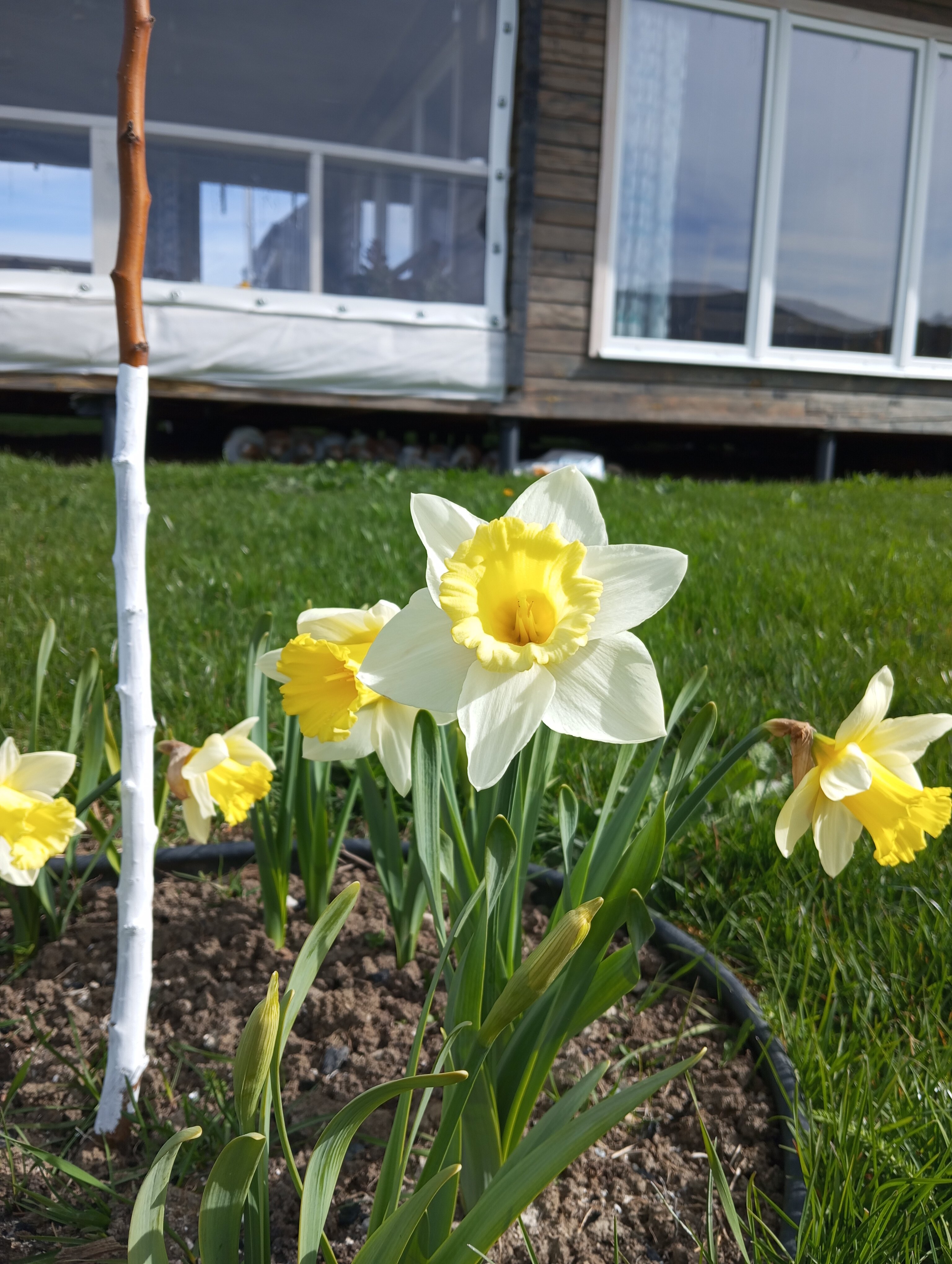 Фото Зарянка