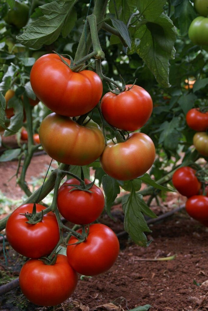 Seed shop El-San Tarim, Antalya, photo