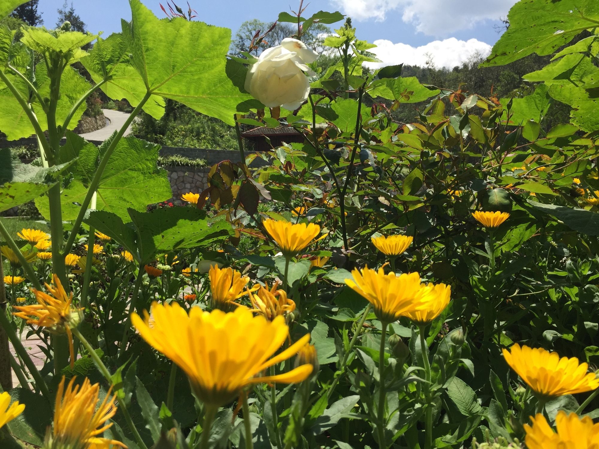 Фото Гостевой Дом Sapa Garden