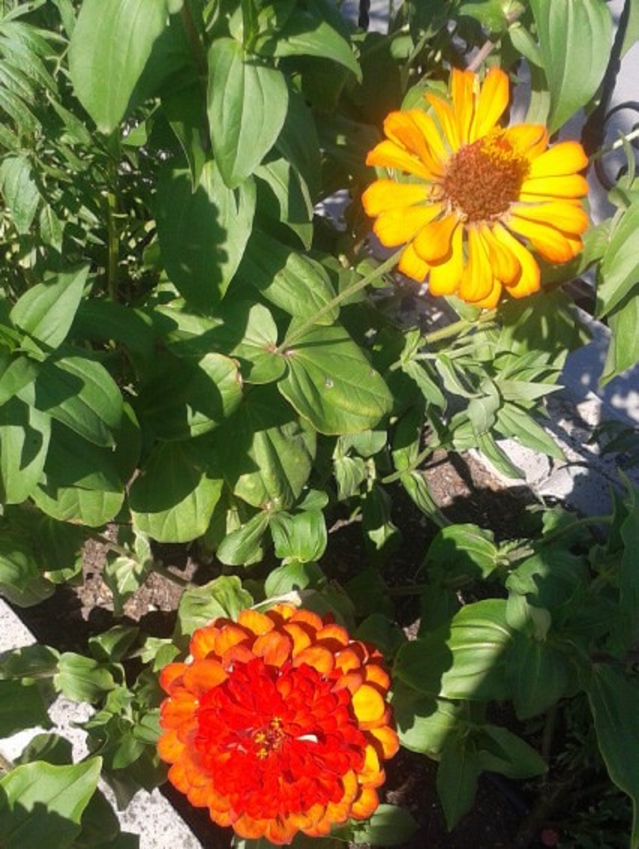 Фото Villa Kavourakia