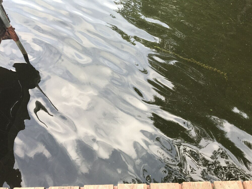 Фото Iggy & Al's Treehouse