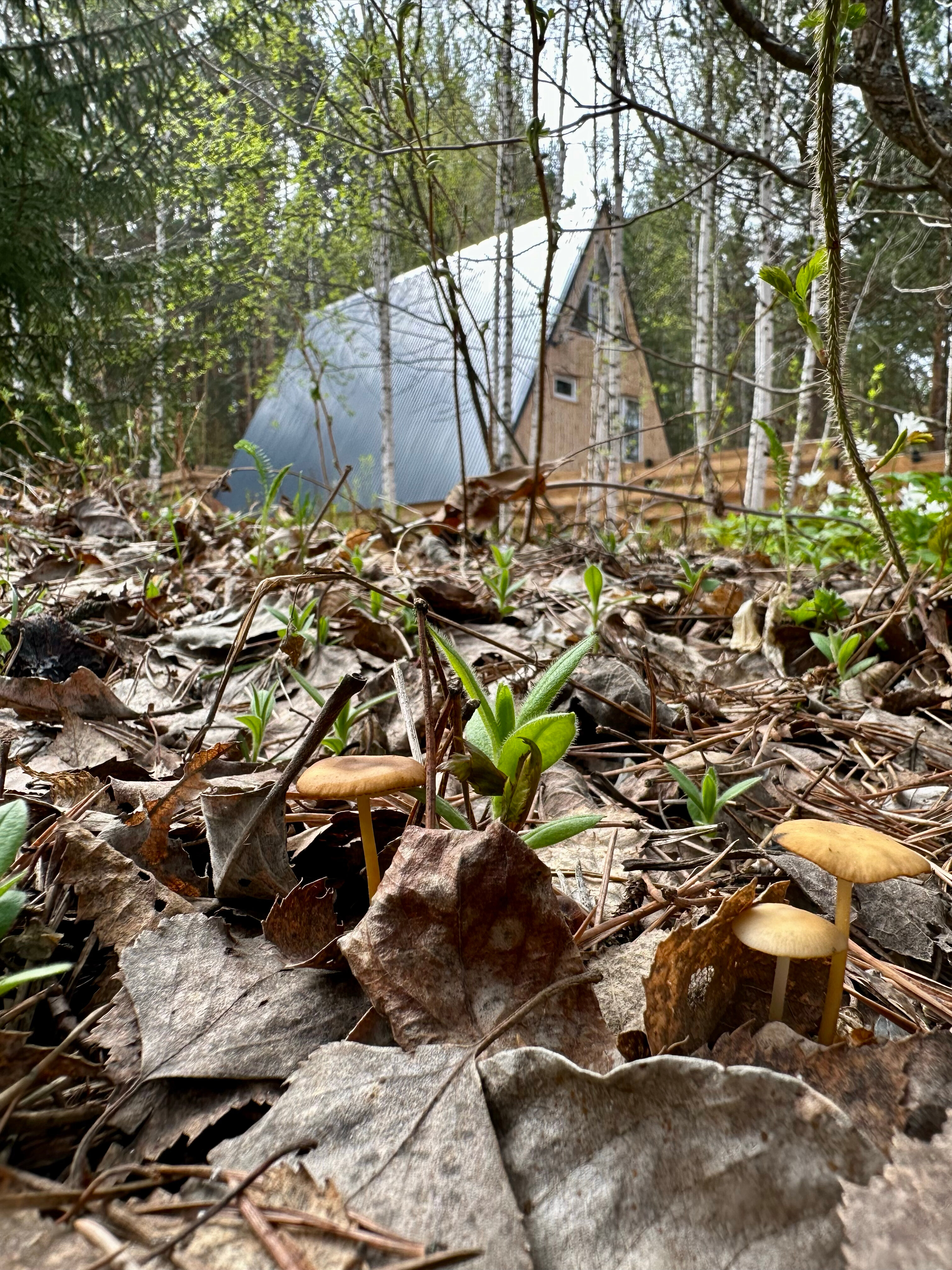 Фото Дом в лесу