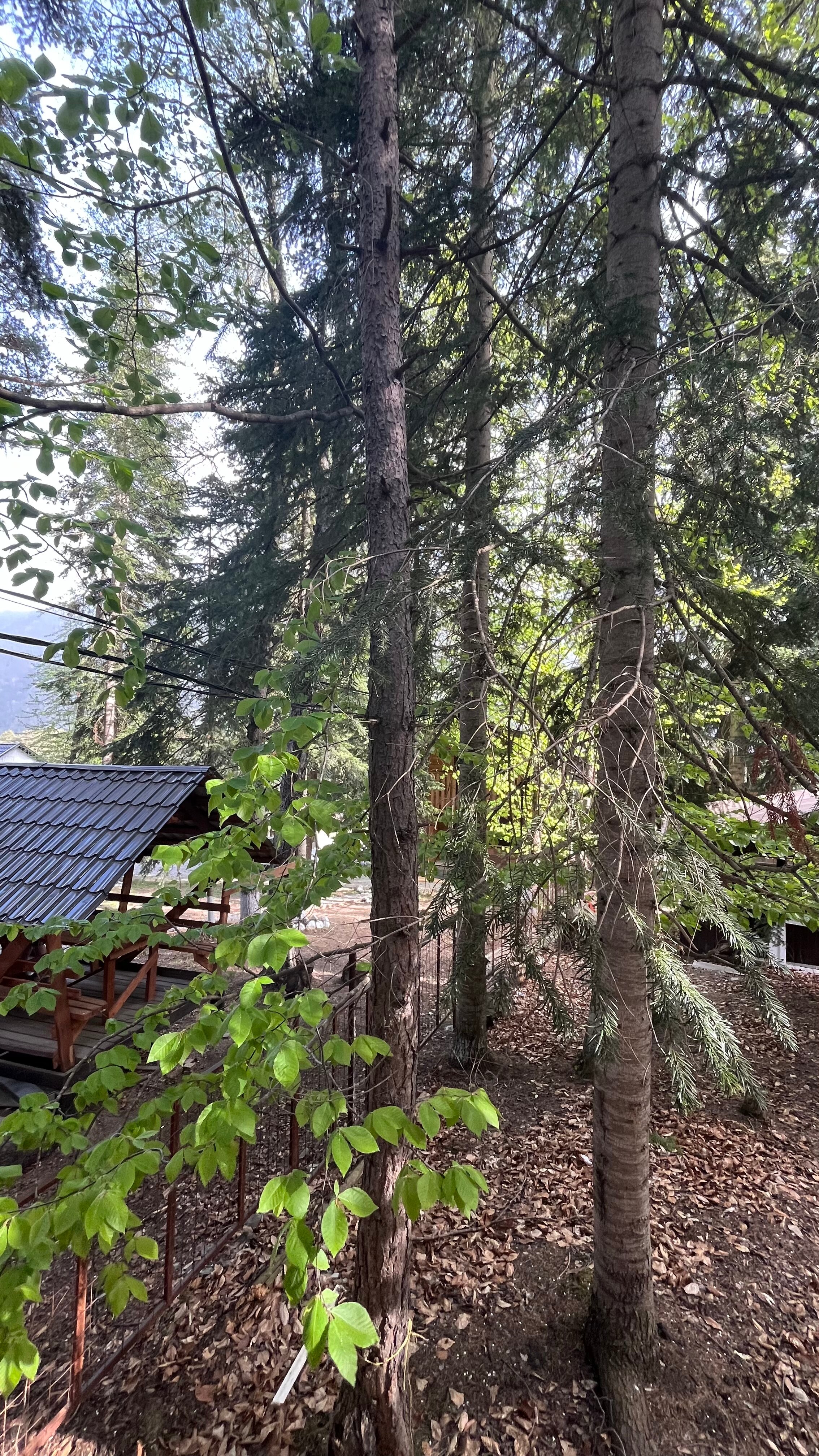 Фото Атмосфера Архыз