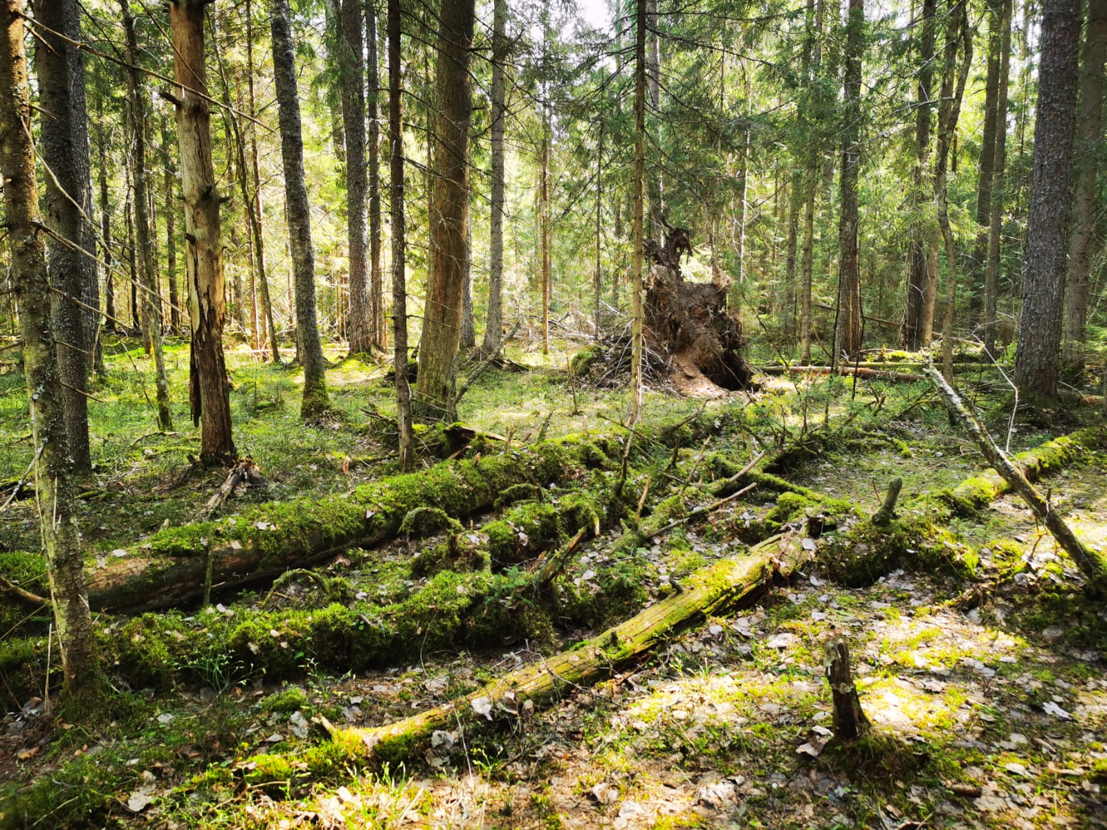 Фото Урочище Машуково