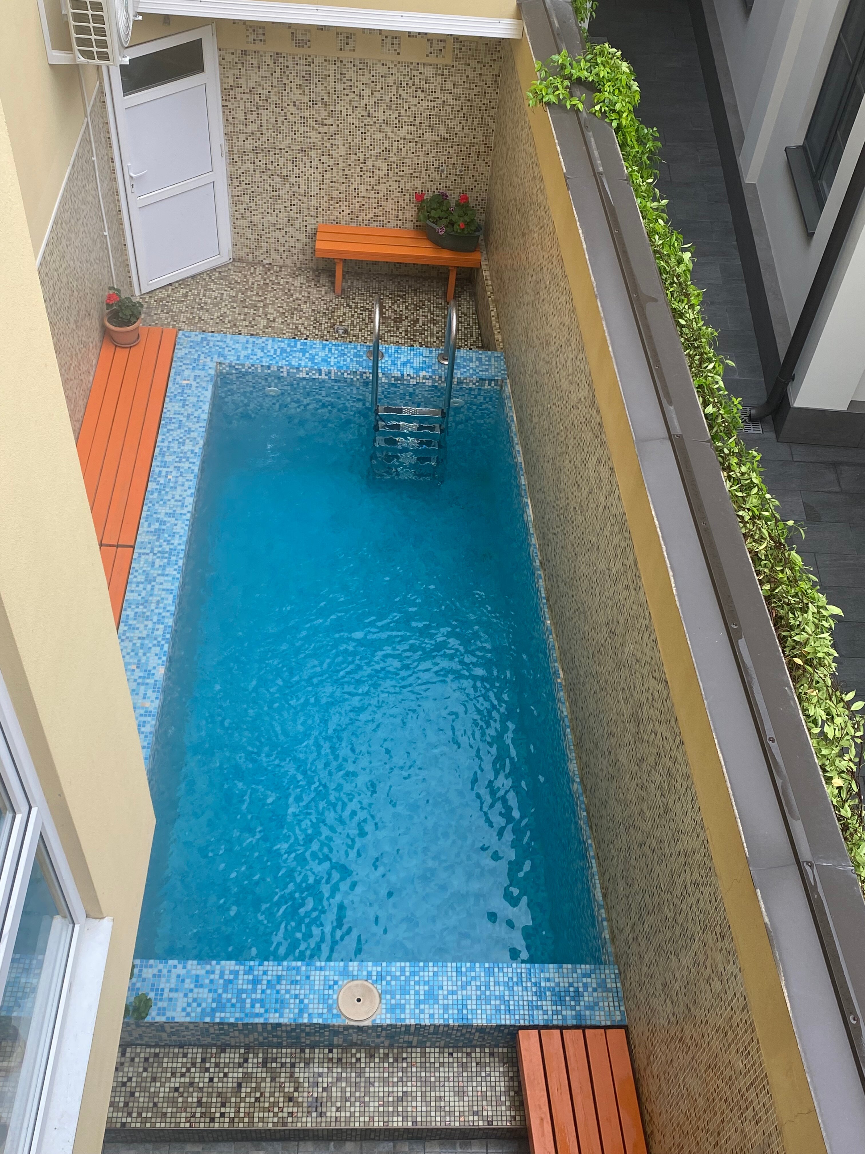 Фото Адениум 585