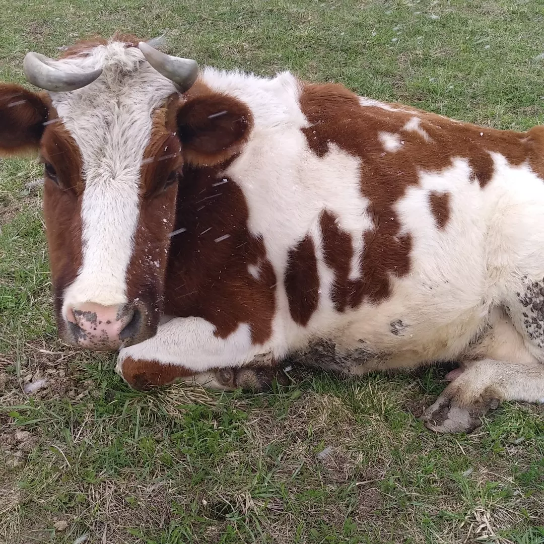 Фото Эко-Дача