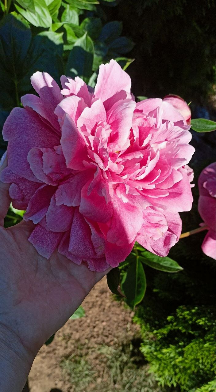 Фото Карпин пруд