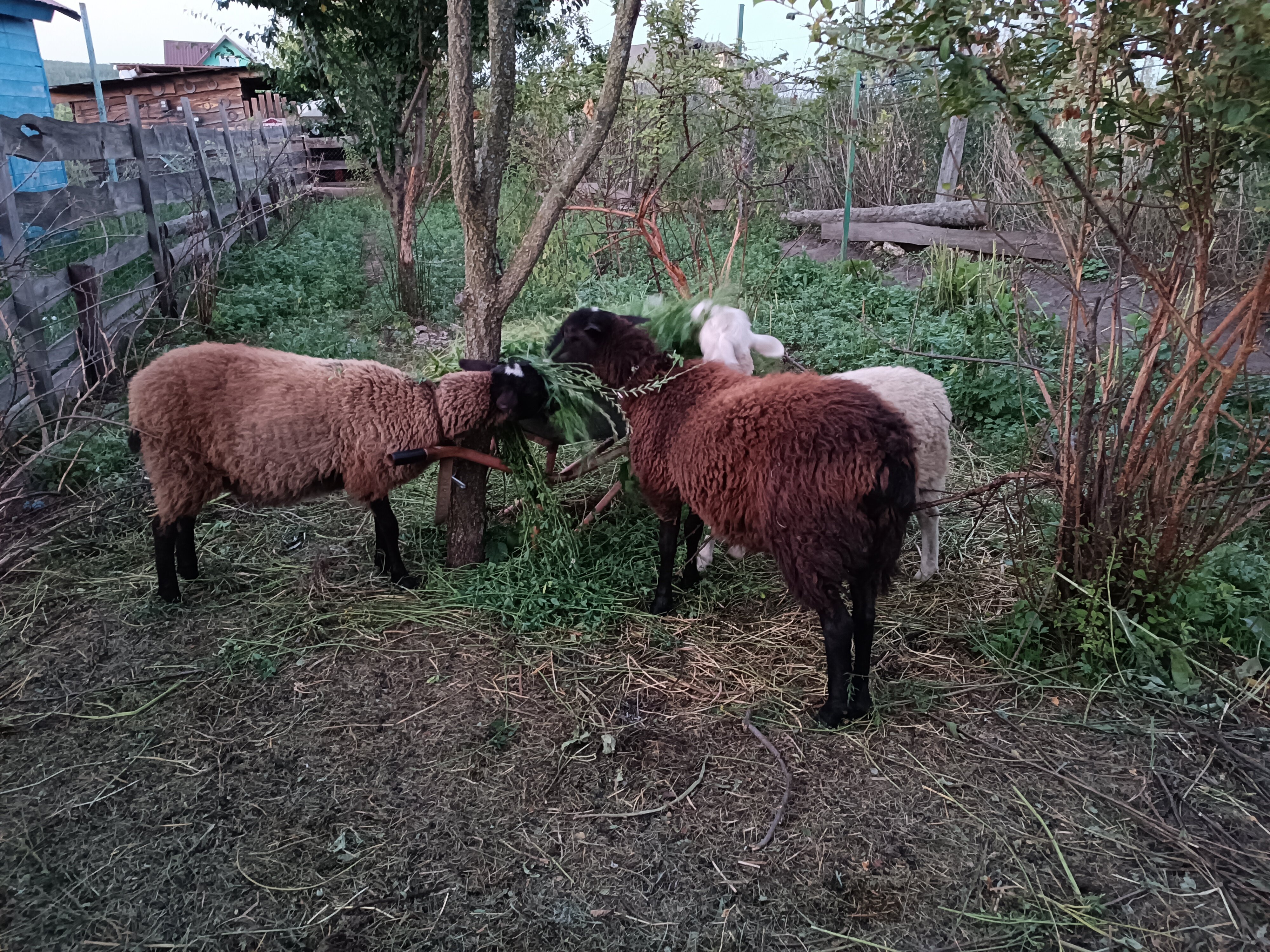 Фото Атамань-на-Дону