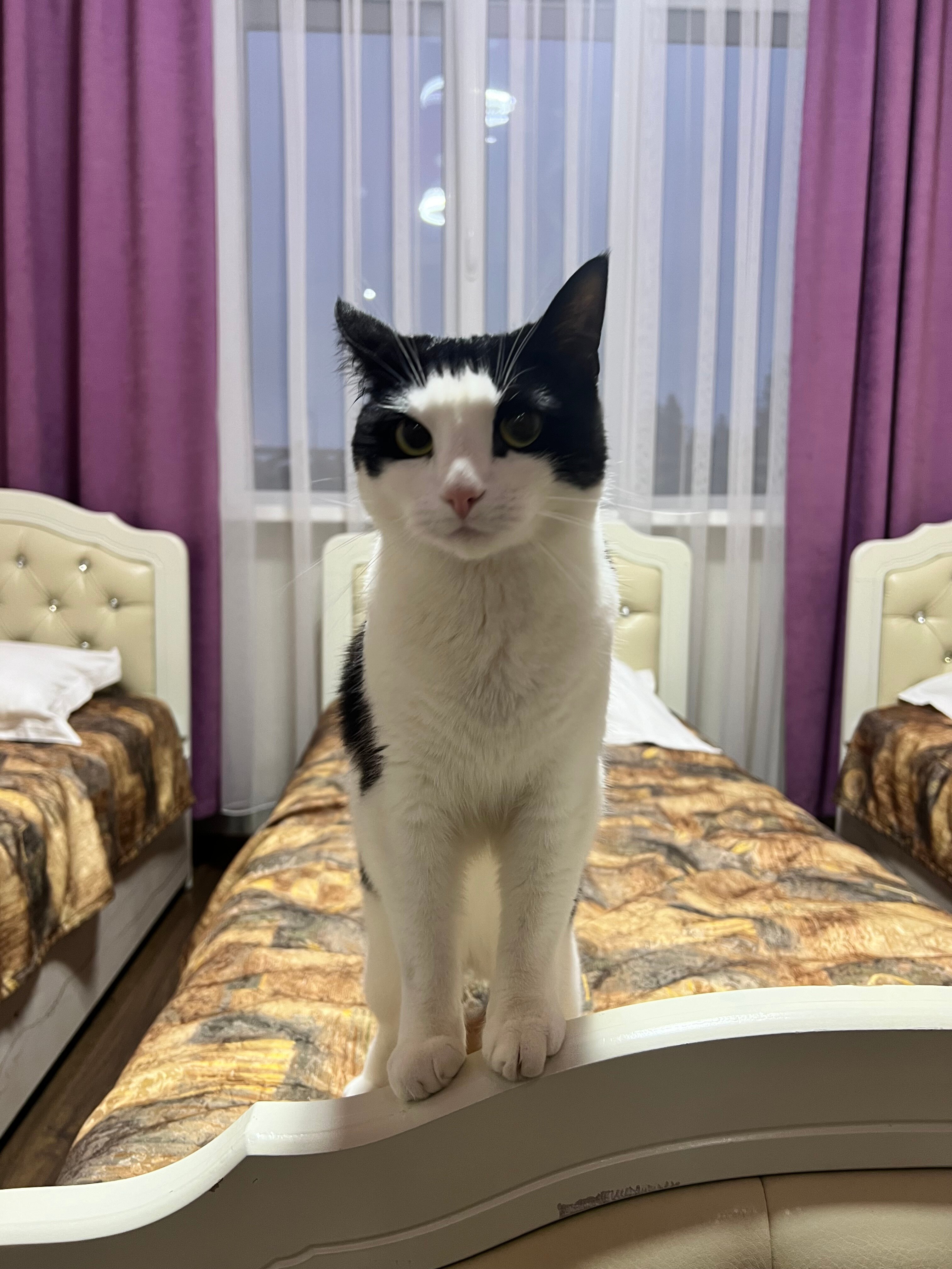 Фото Golden Rose