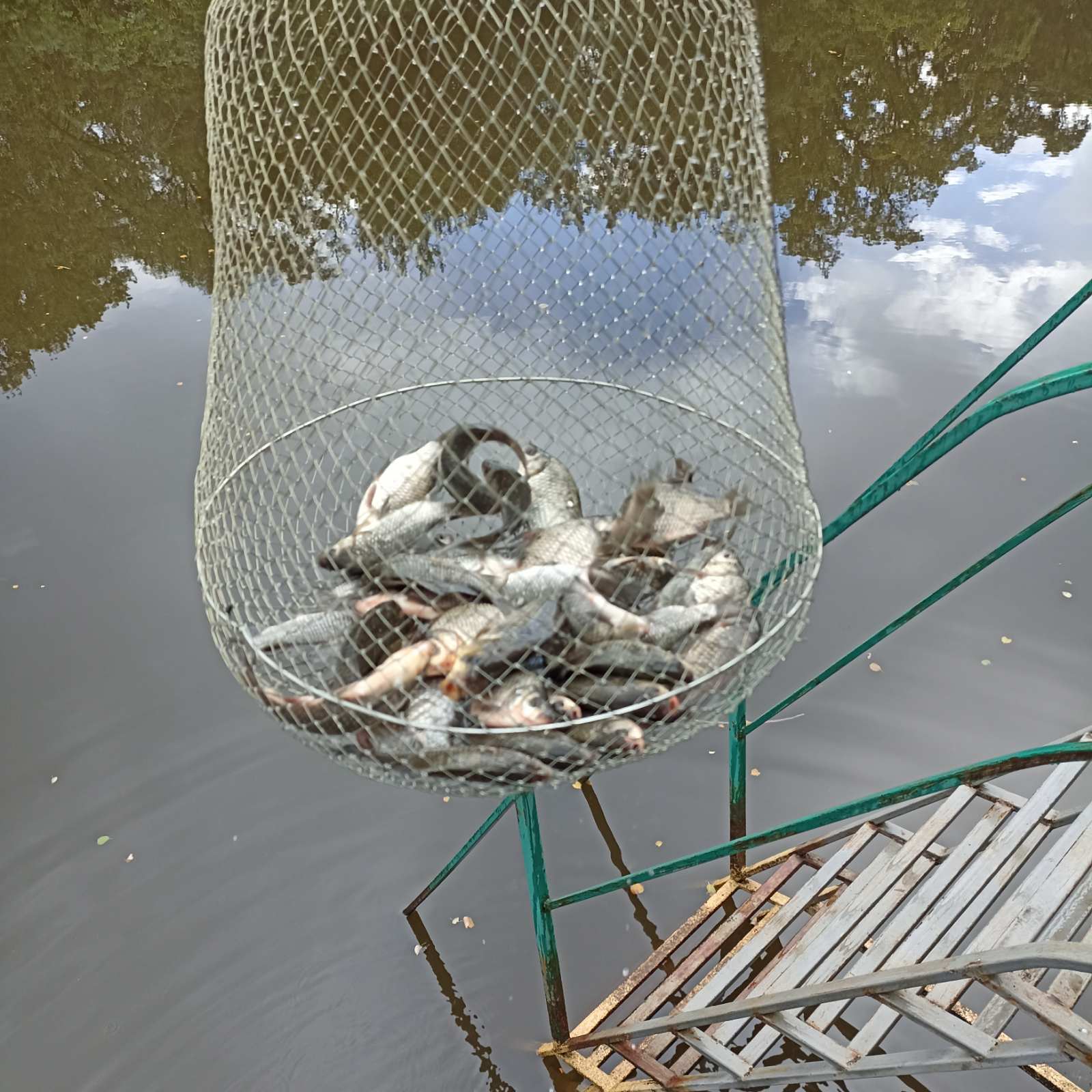 Фото Лесная дача