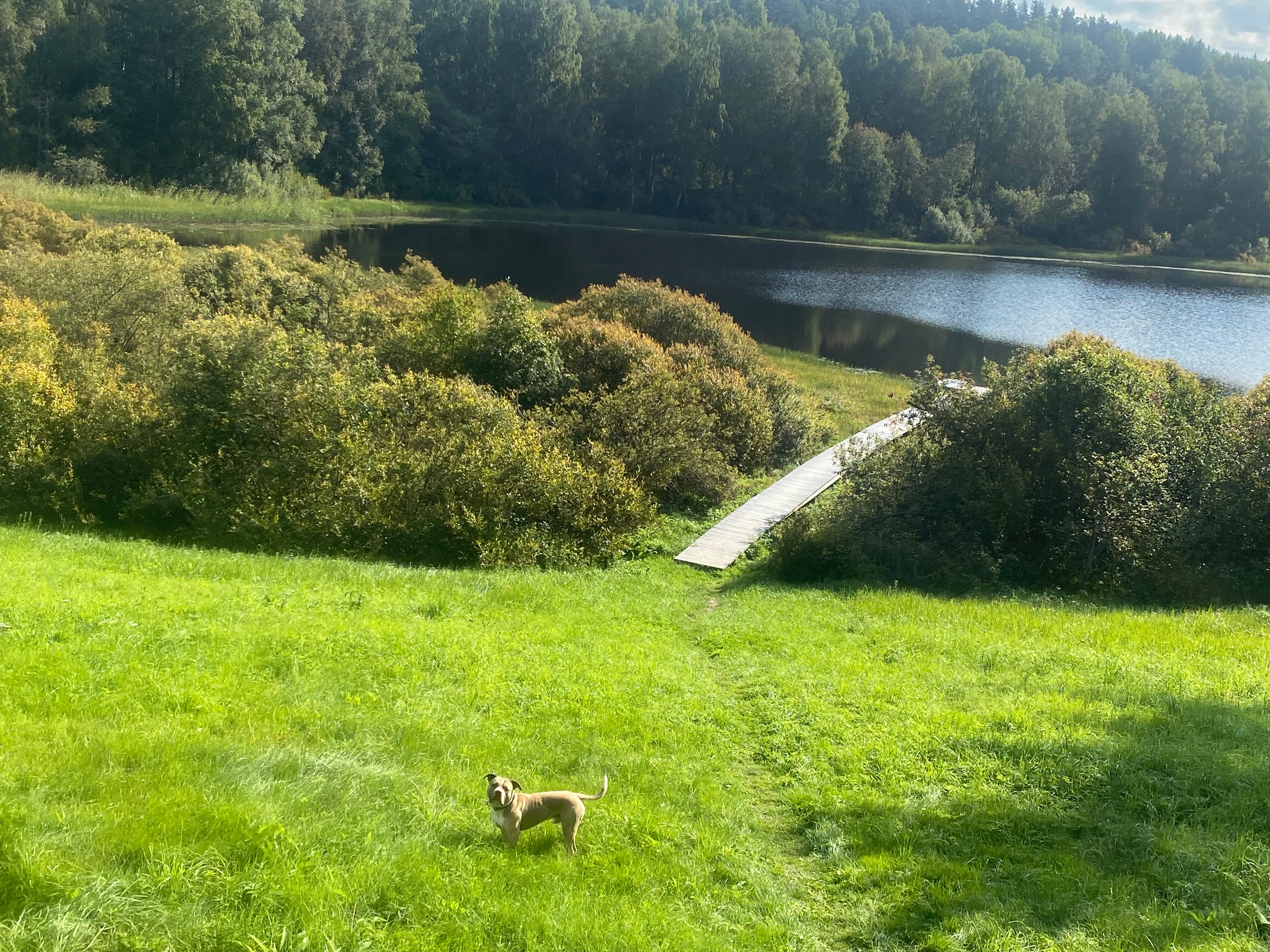 Фото Дом в лесу Холмово