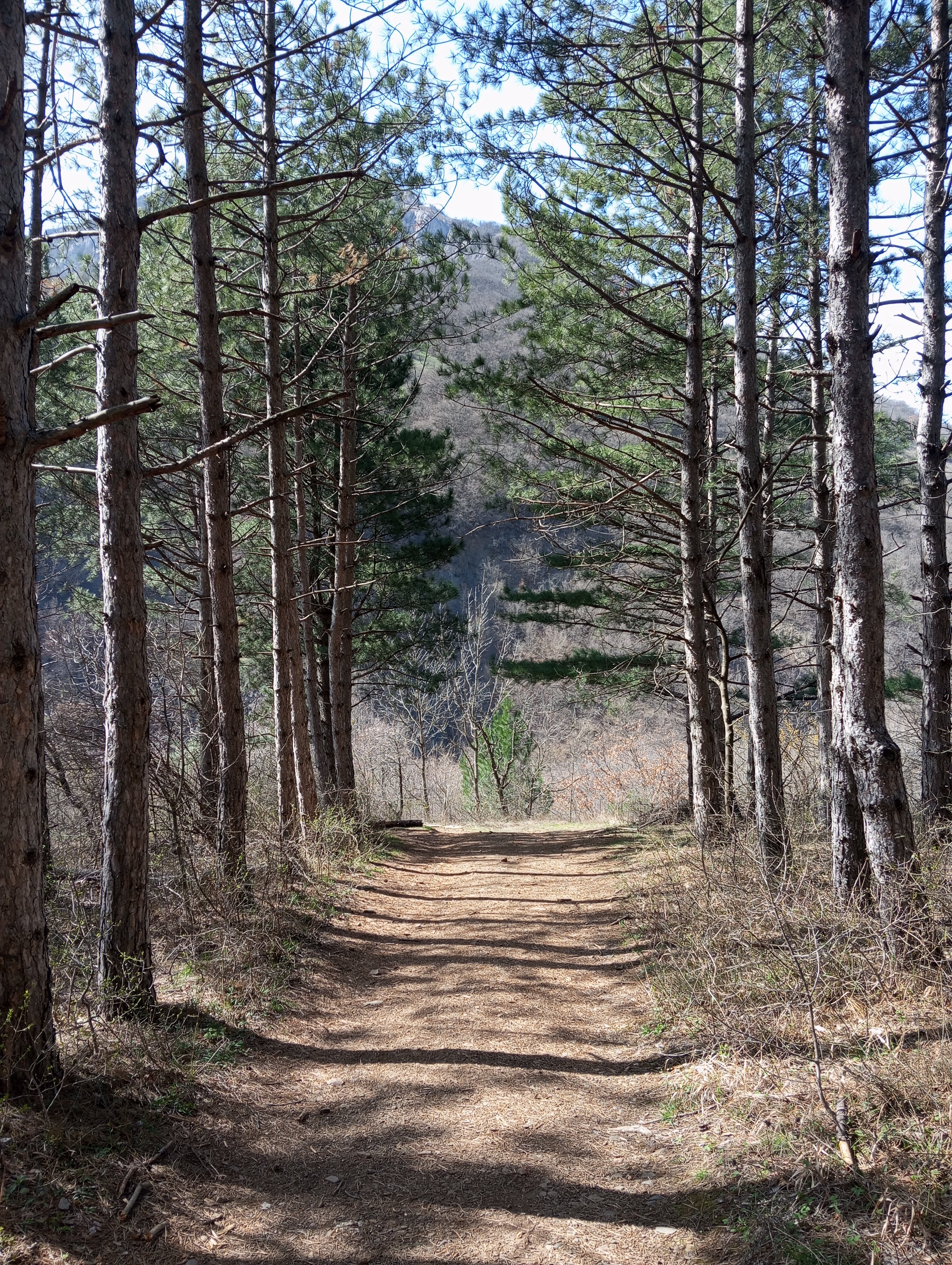 Фото Зарянка