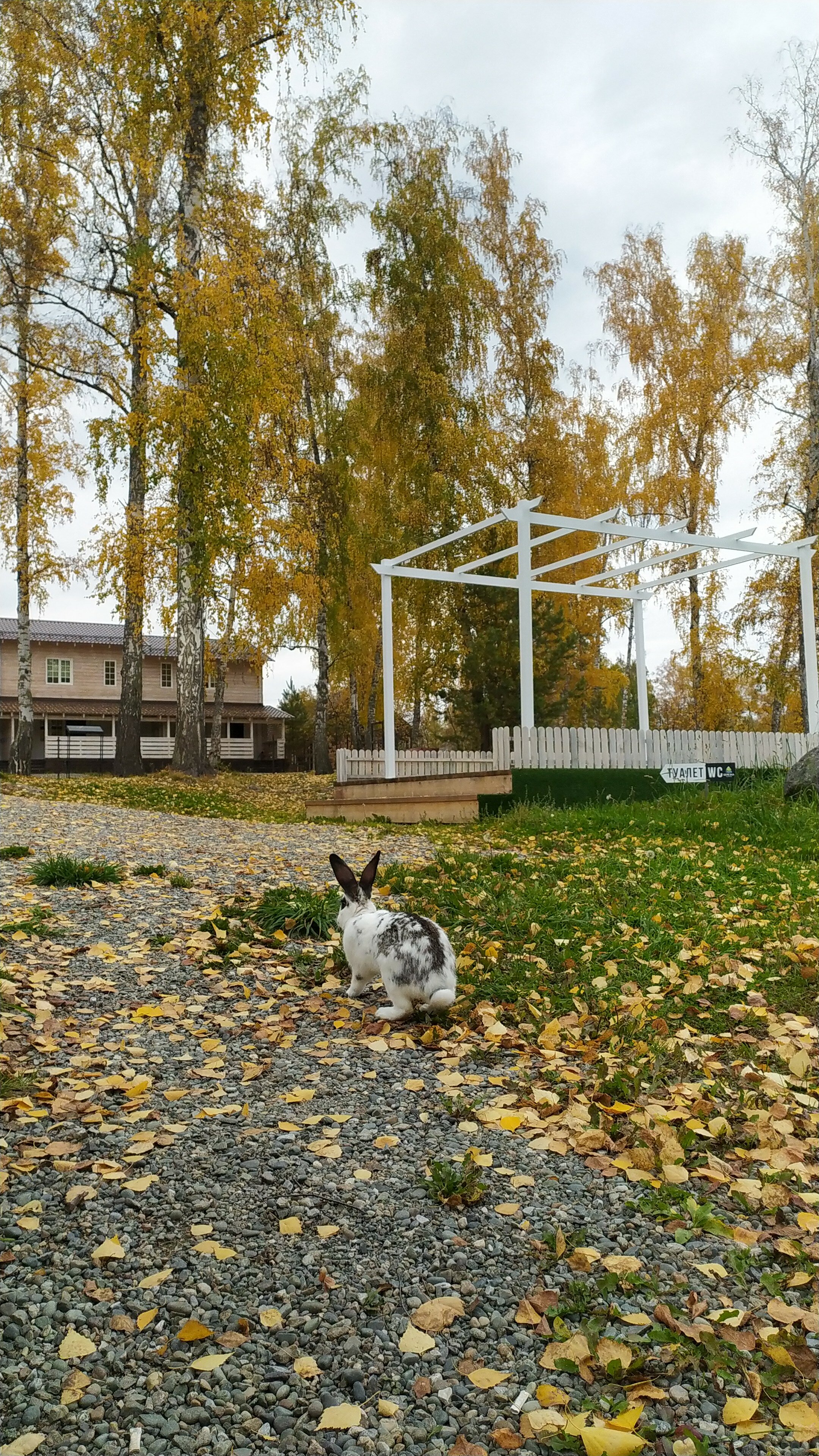 Фото Берёзка