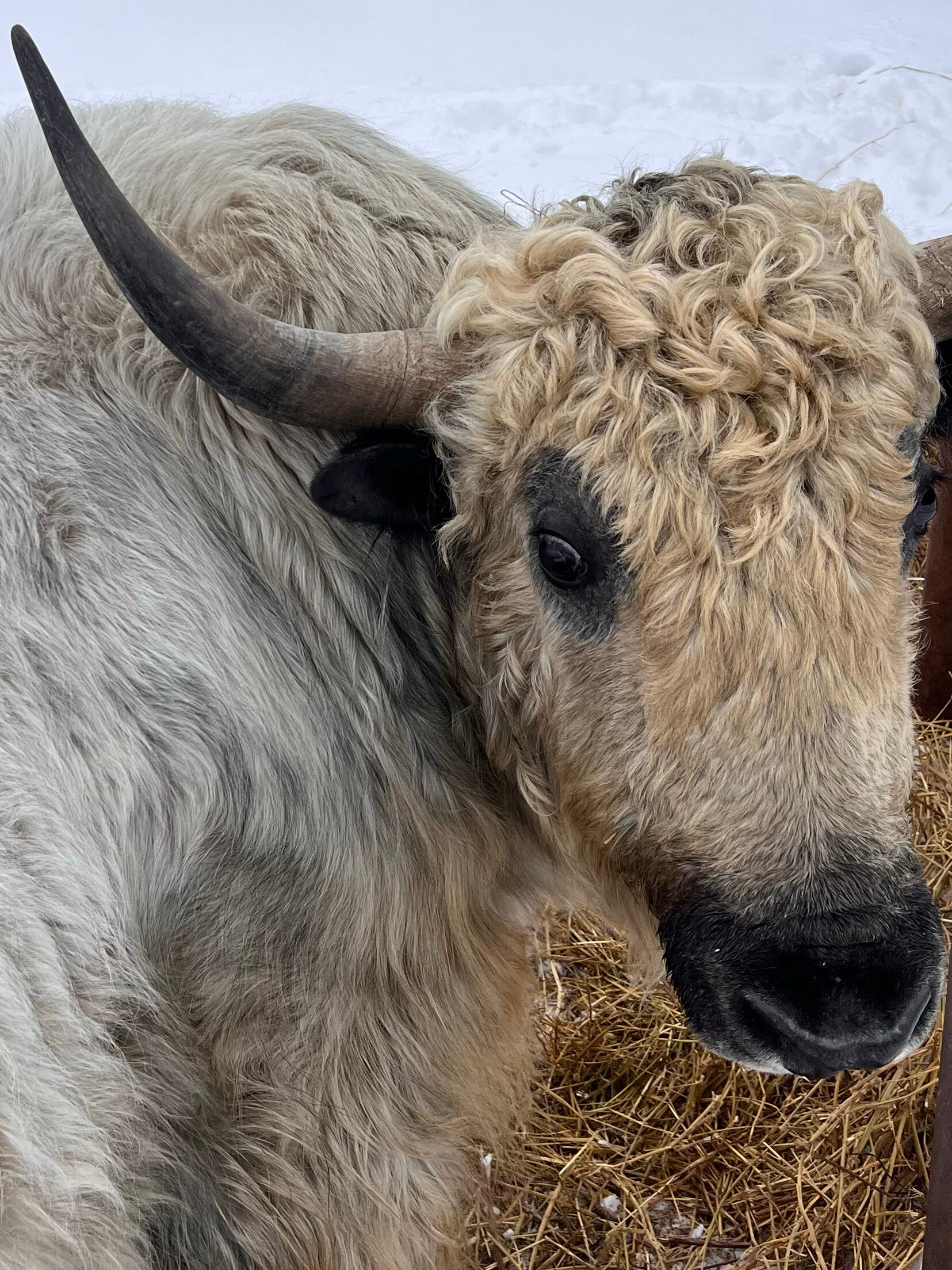 Фото Усадьба Яхрома