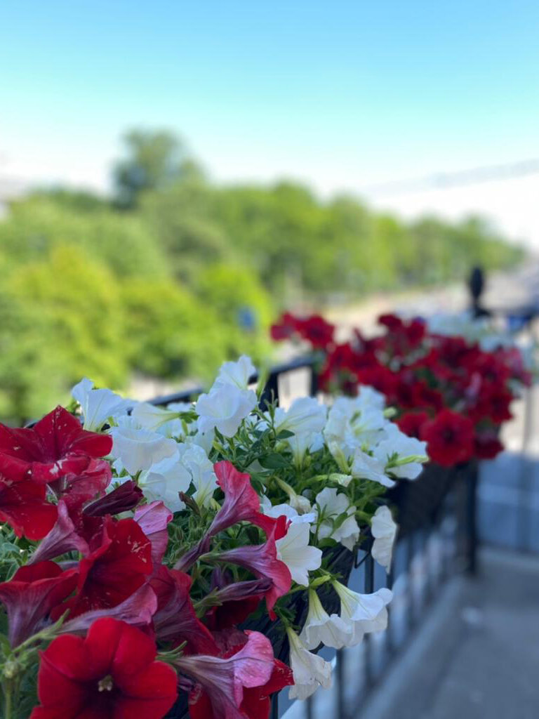 Фото Solo Исаакиевская площадь