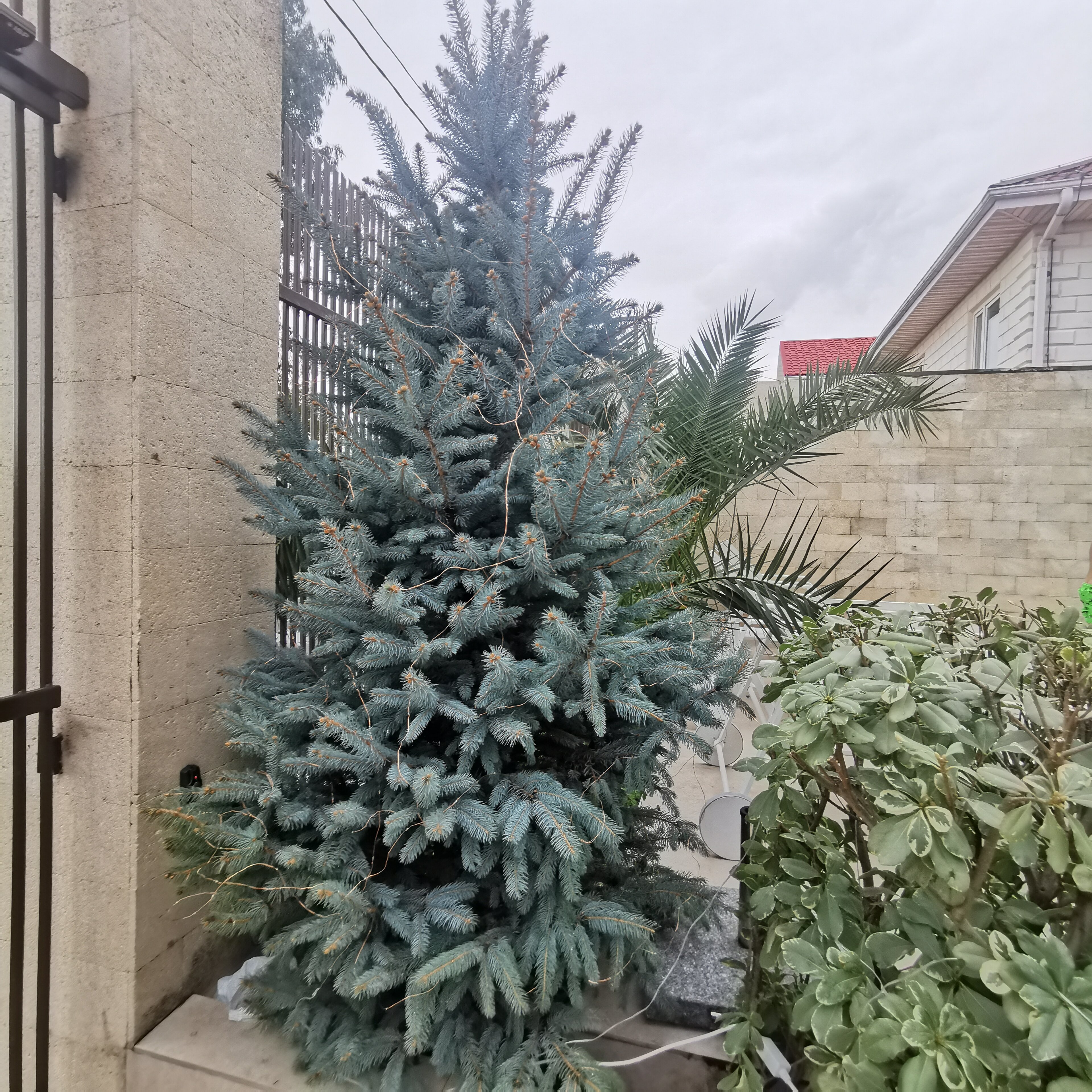 Фото Сафино Сириус