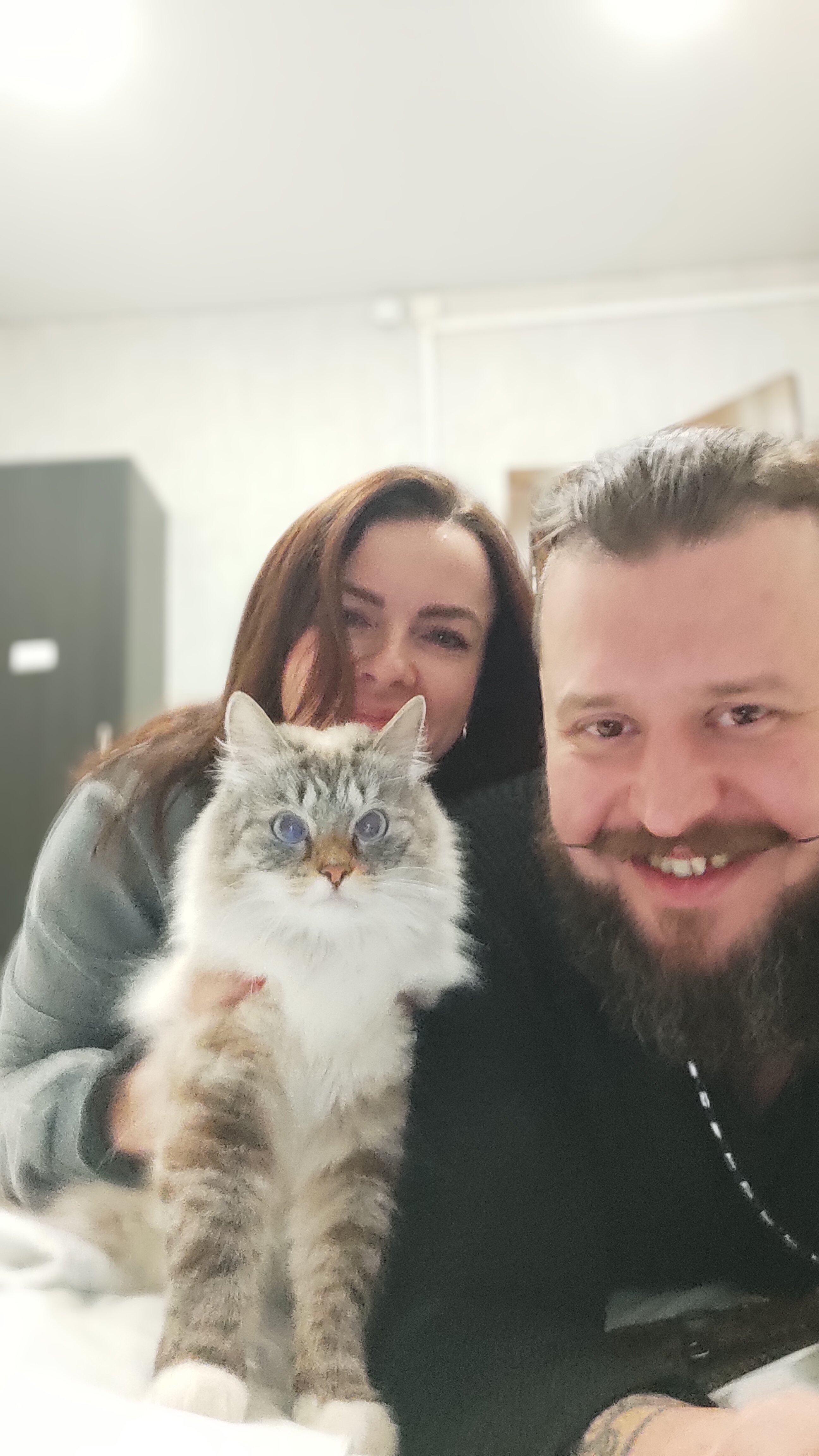 Фото Толстый кот