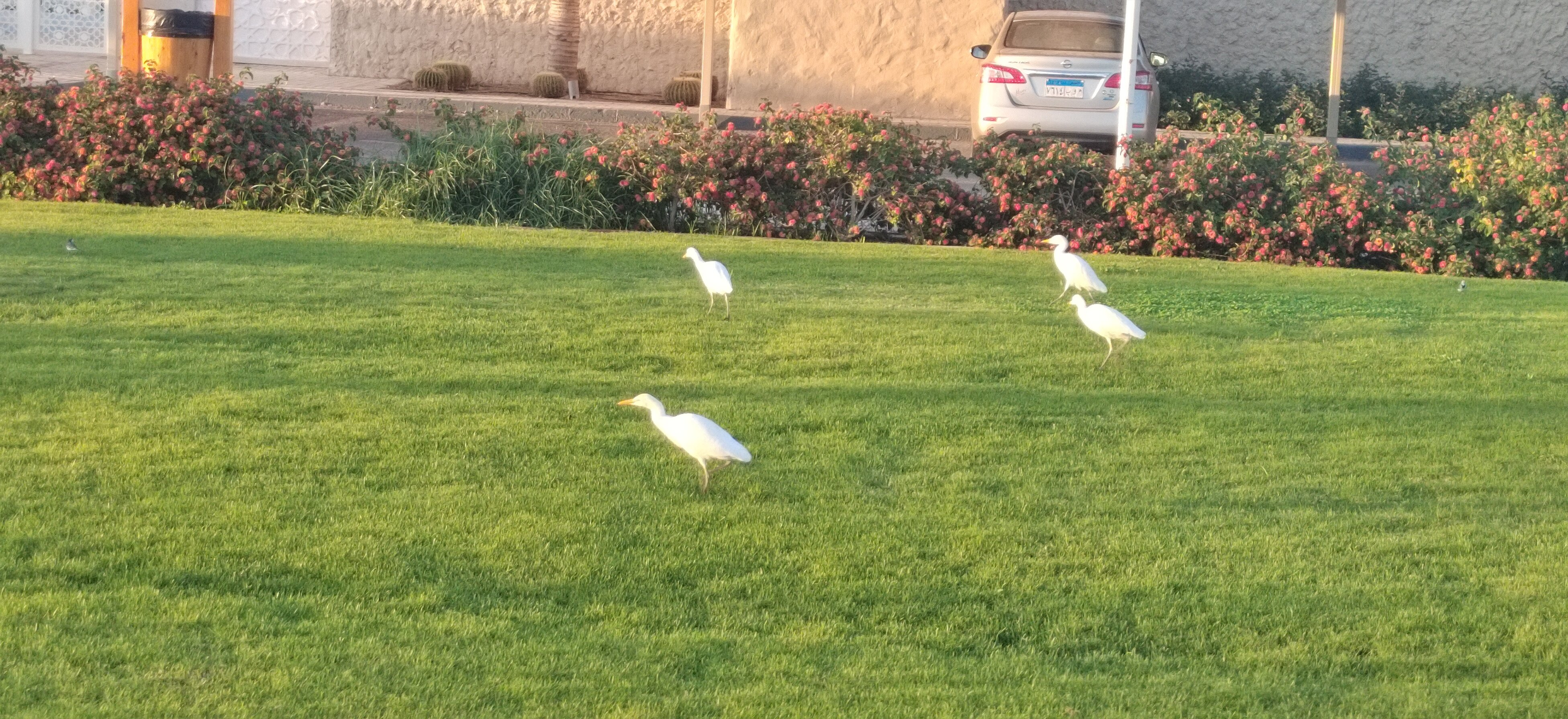 Фото Pickalbatros Aqua Blu Sharm El Sheikh