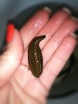 Medical Leech (Buynakskaya ulitsa, 2), health products