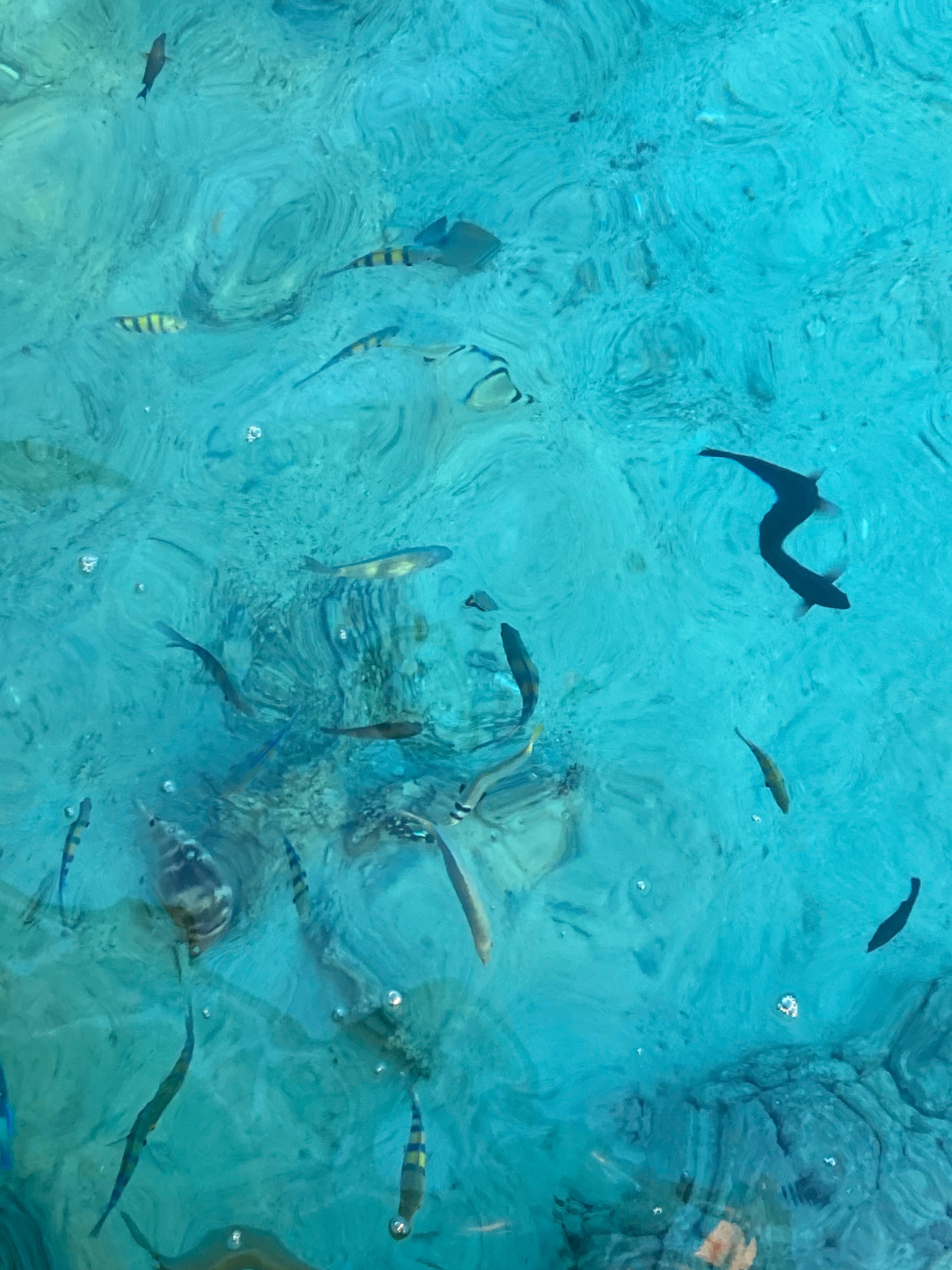 Фото Gravity Hotel & Aqua Park Sahl Hasheesh