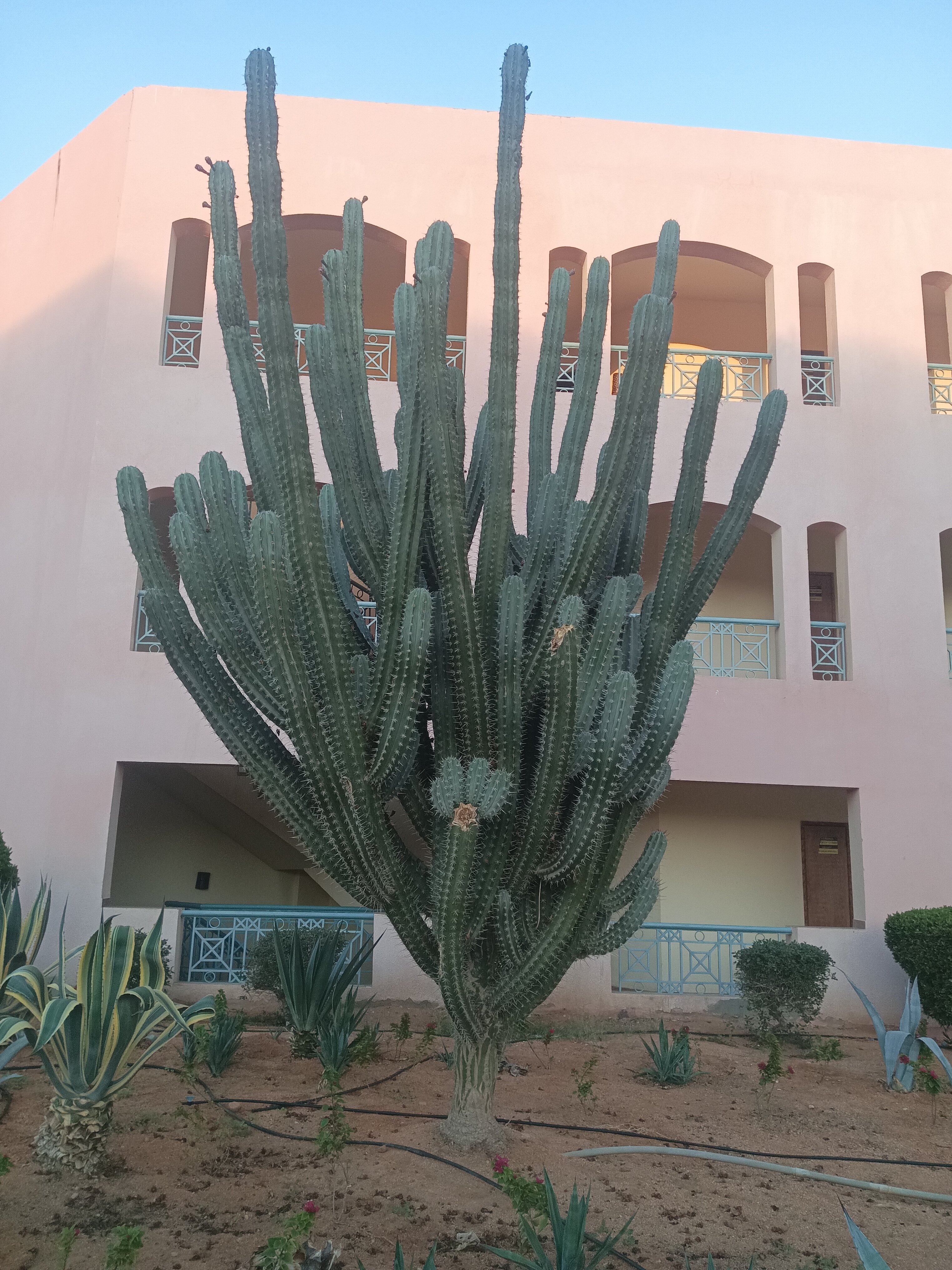 Фото Sharm Bride Resort